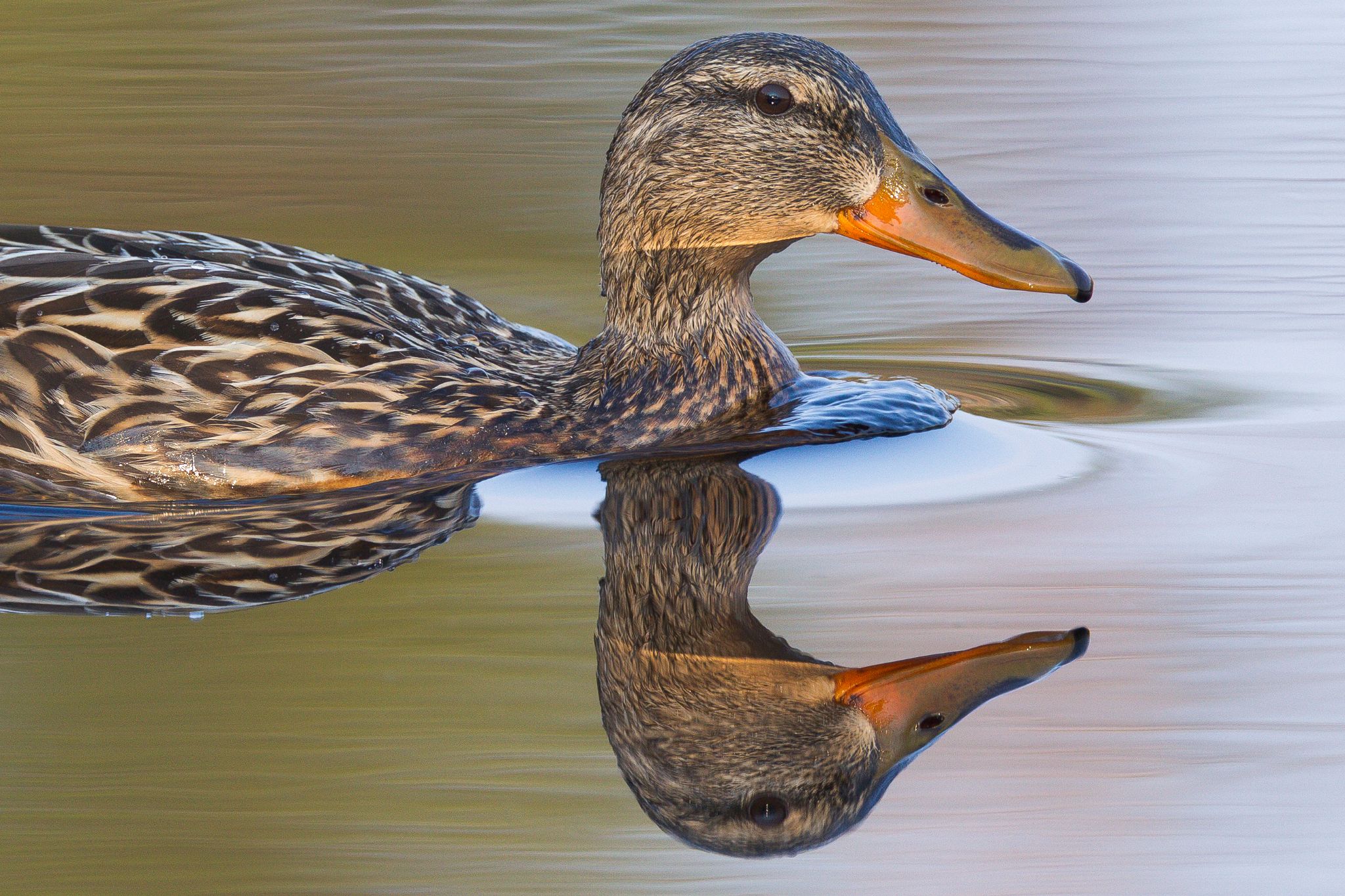 Stockente, Schweden