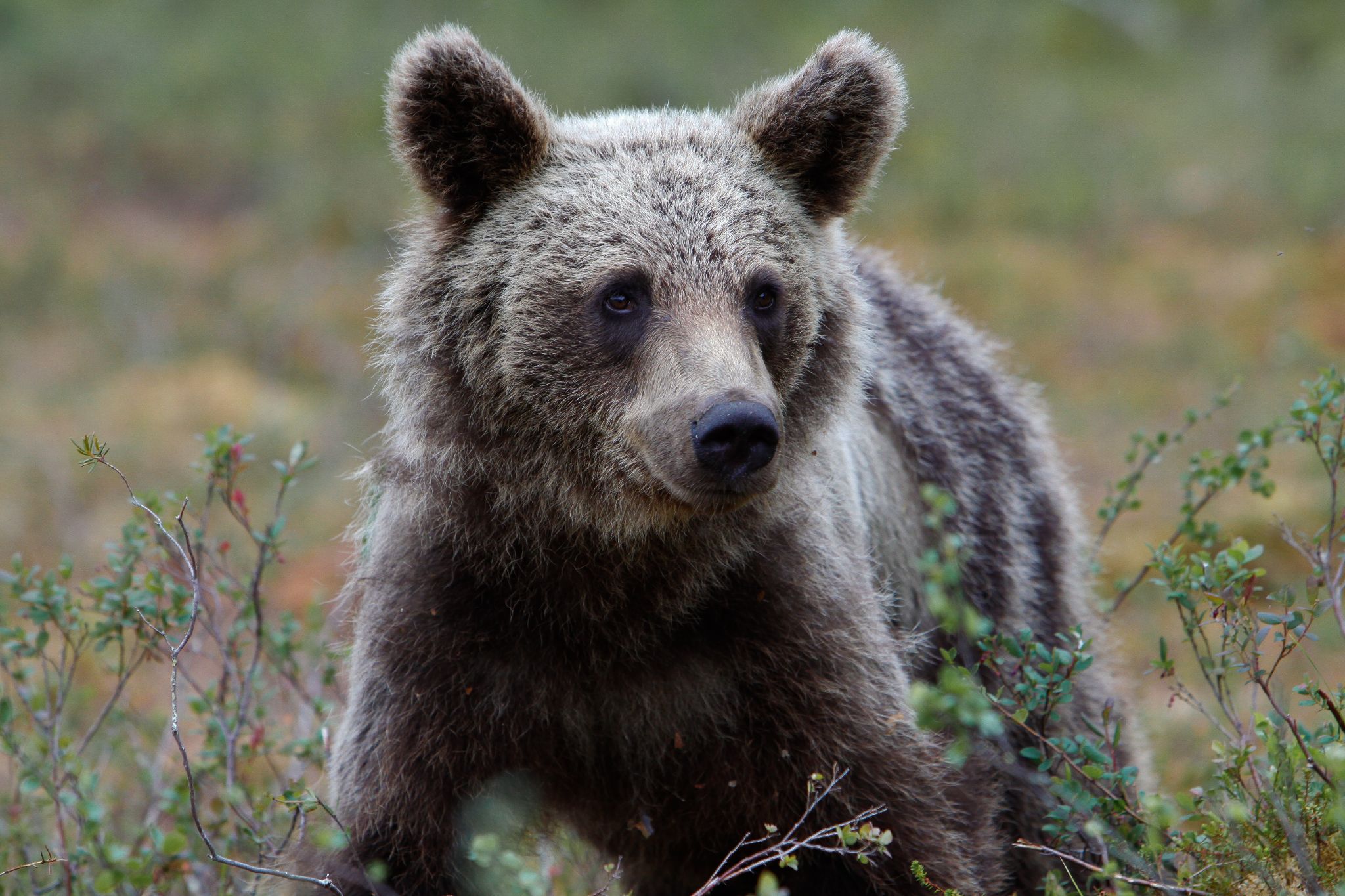 Braunbär, Finnland