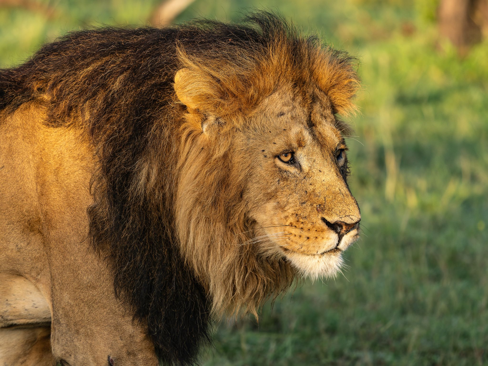Löwe, Kenia