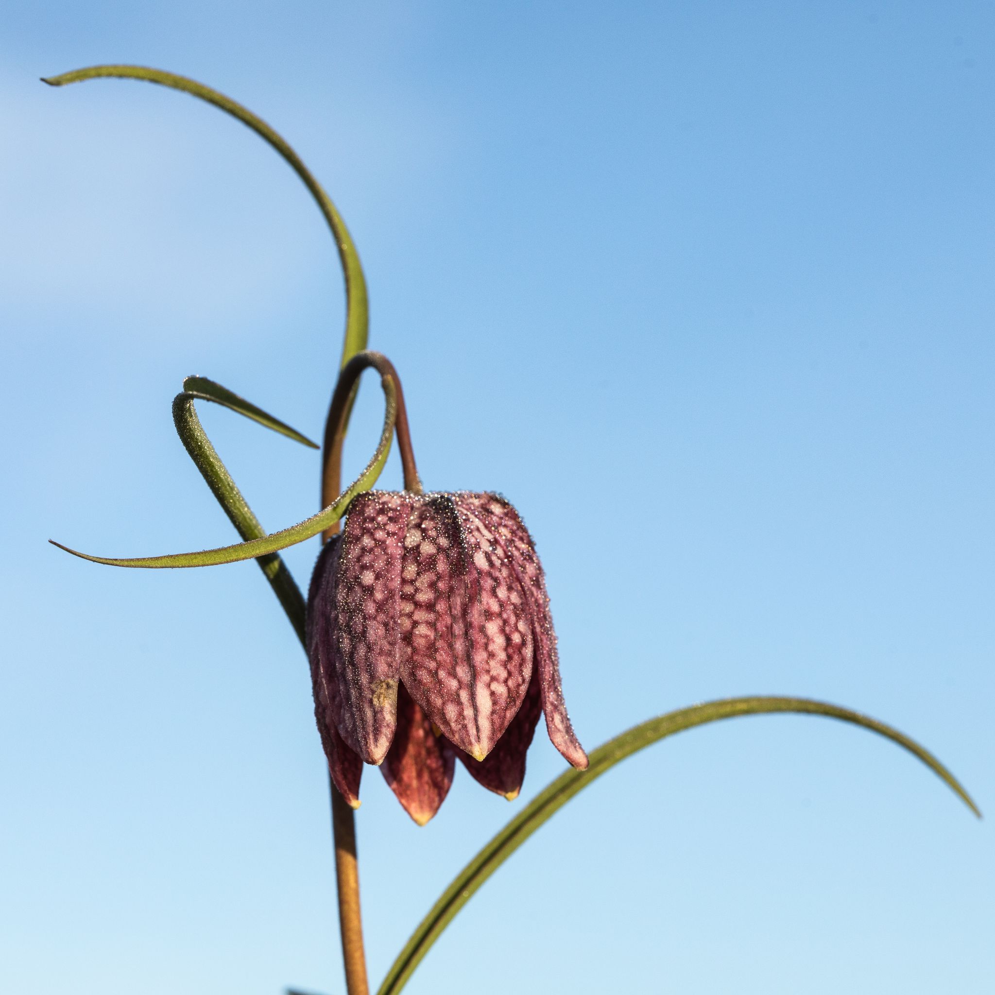 522 200417 0617 H  U1A0824