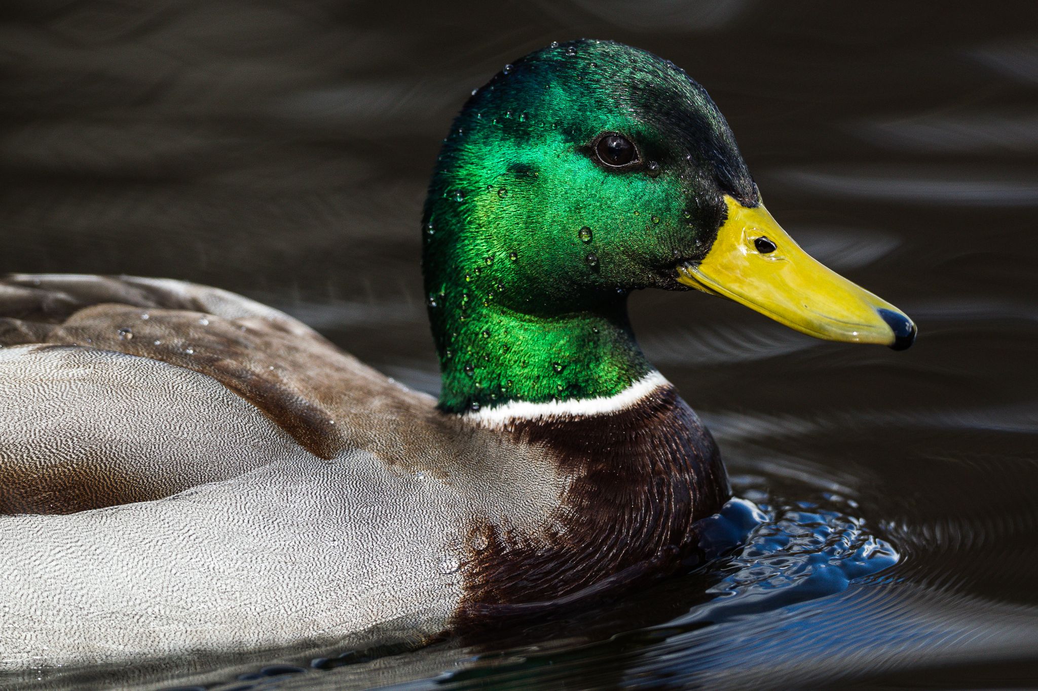 Stock-Erpel, Schweden