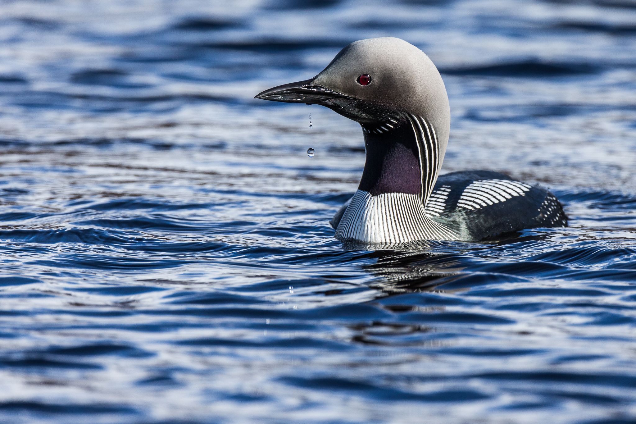 Prachttaucher, Dovrefjell, Norwegen