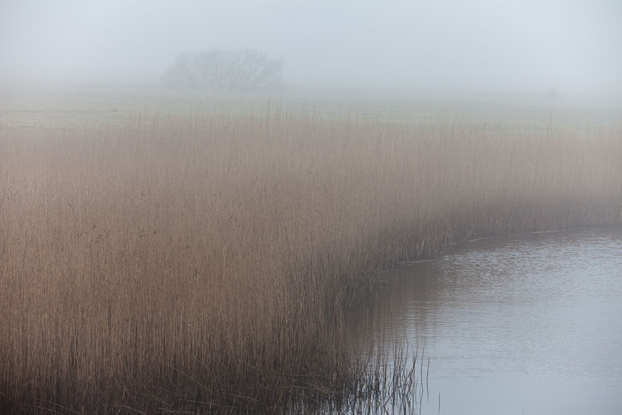 Insel Mandø, Dänemark