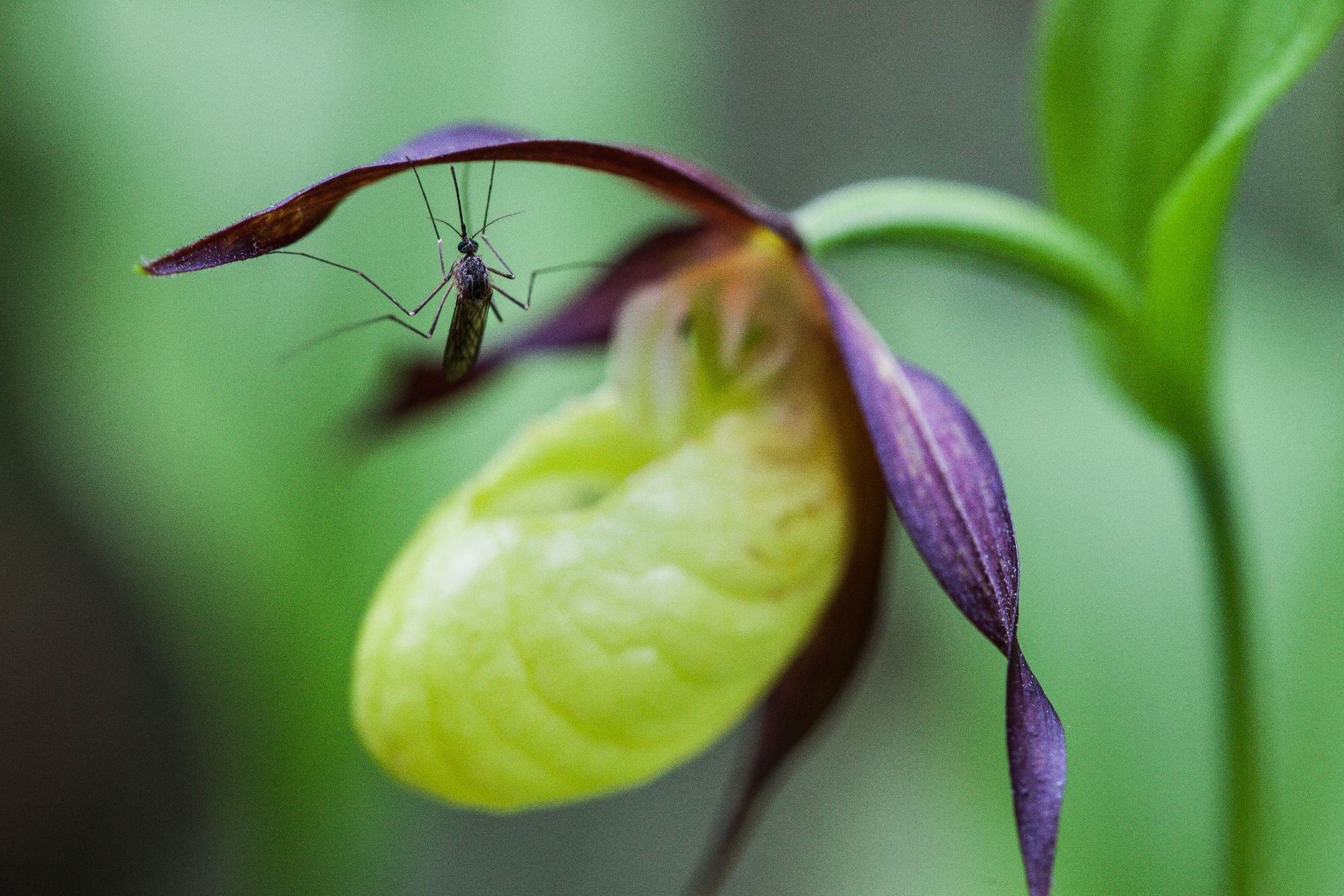 Frauenschuh Cypripedium calceolus L., Oulanka NP, Finnland