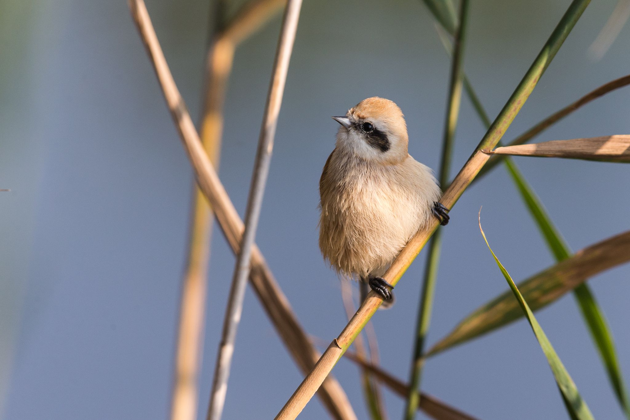 Beutelmeise, Dänemark