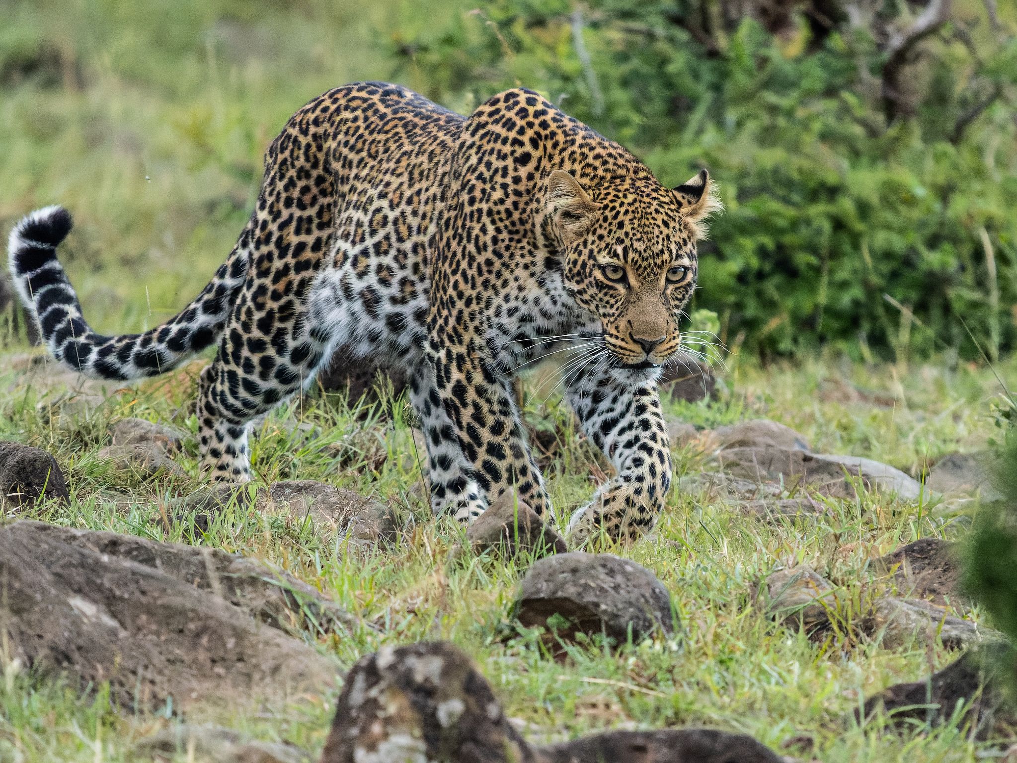 Leopard, Kenia