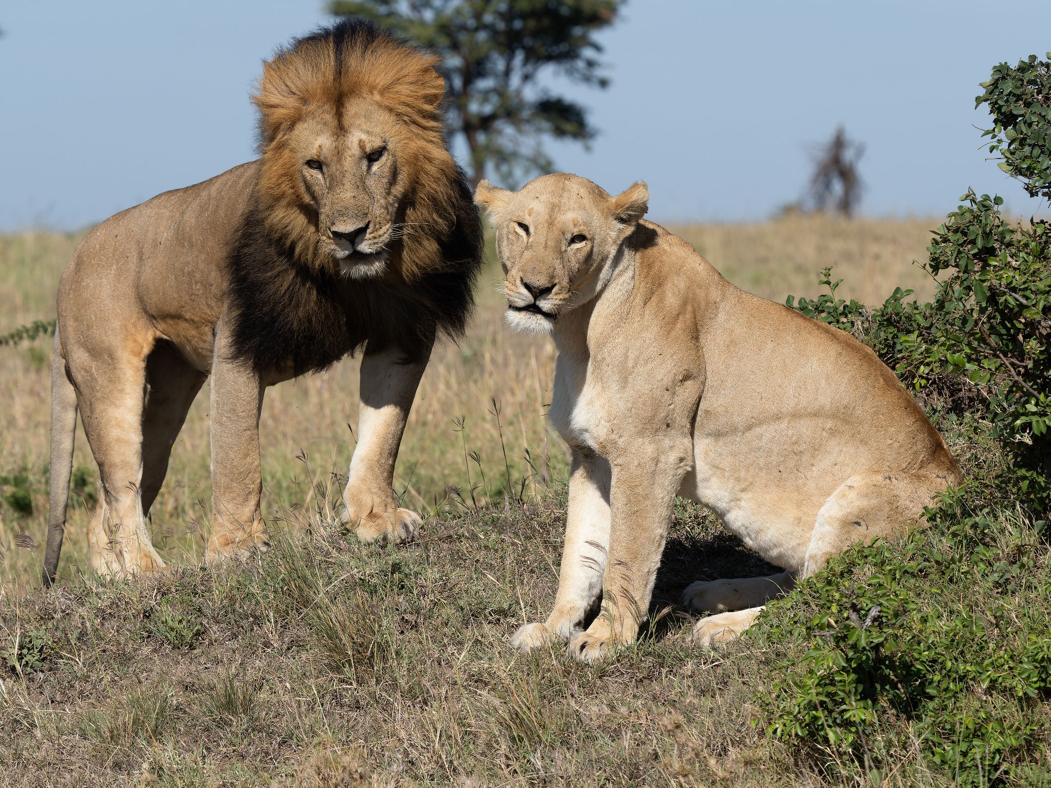 Löwen-Eltern, Kenia