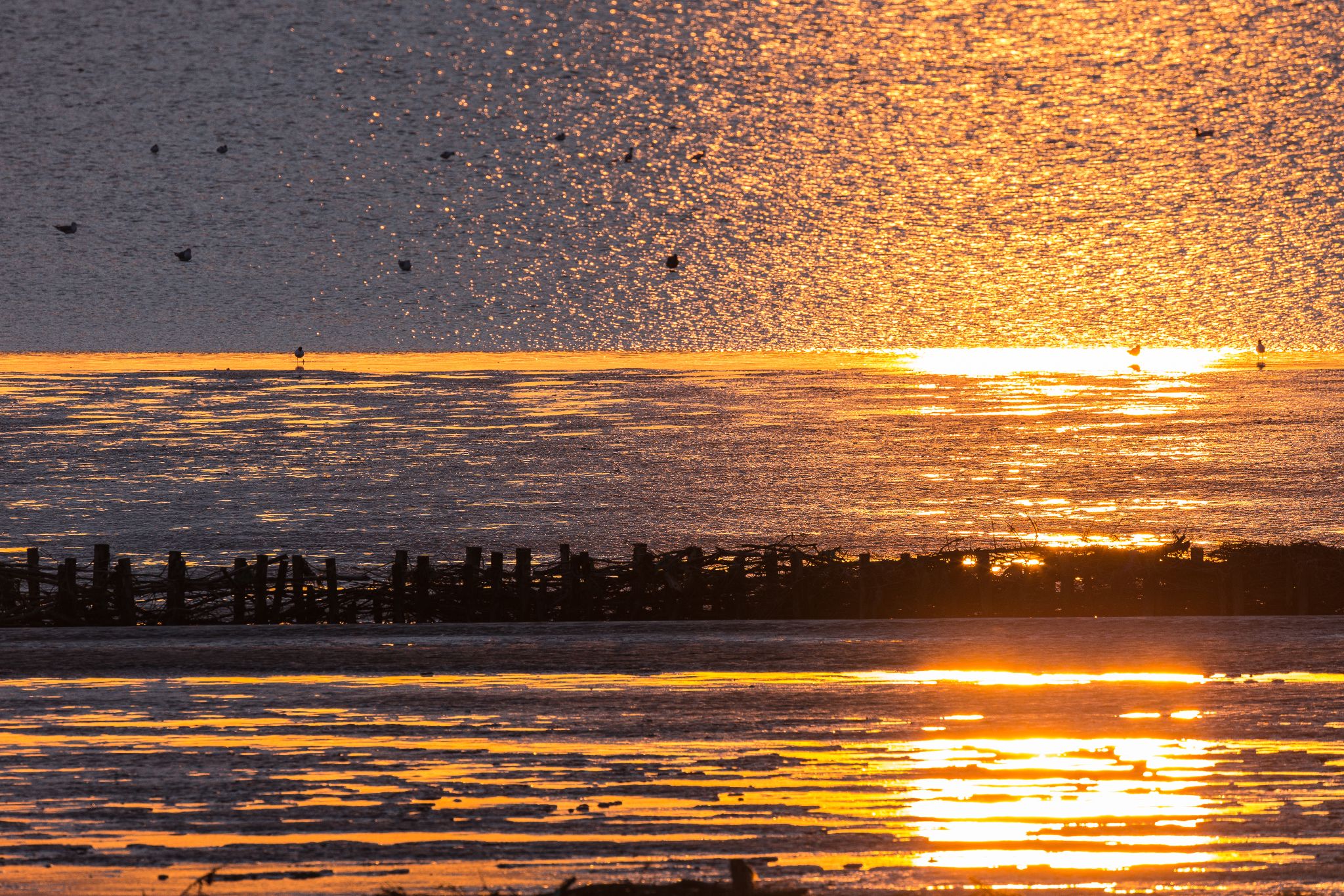 Nordseeküste, Margarethenkoog, Dänemark