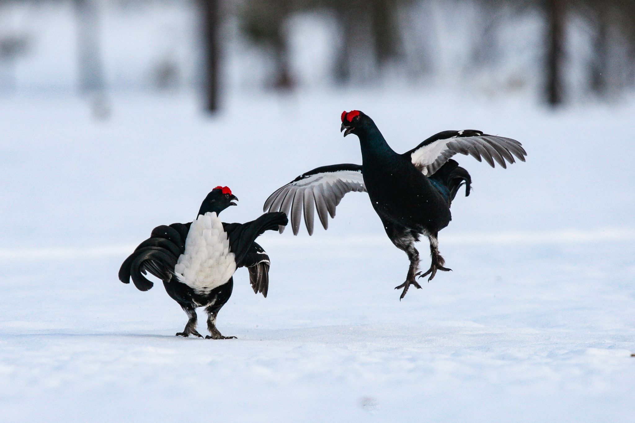 Birkhahnbalz, Mittelschweden