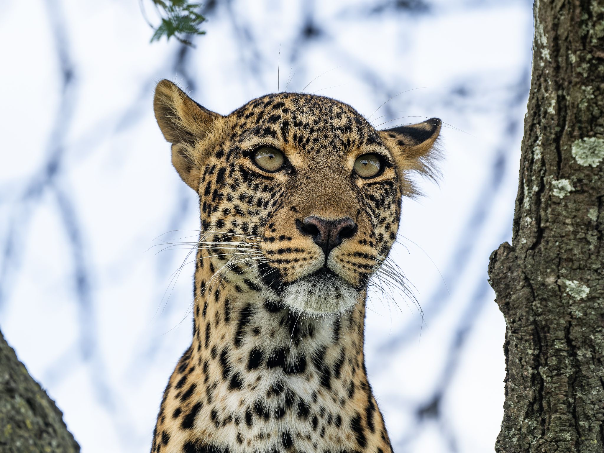 Leopard, Kenia