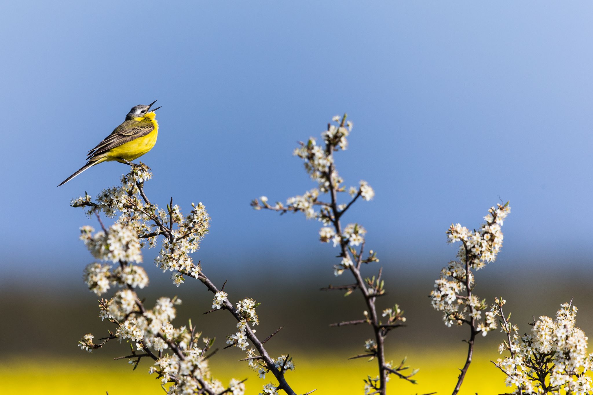 Schafstelze, Öland, Mai 2014