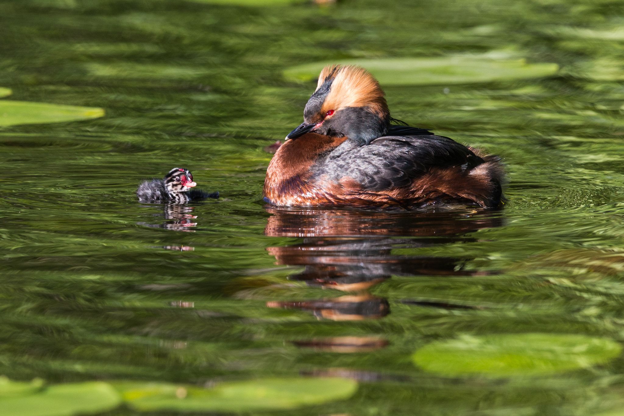 Ohrentaucher mit Küken. Der Elternvogel ist kaum größer als eine Amsel. Schweden