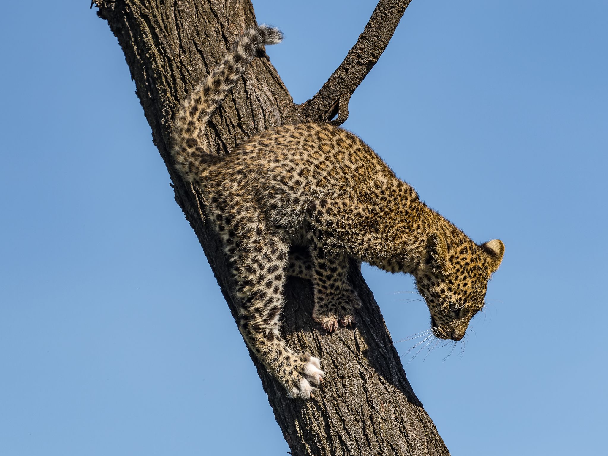 Leopard, Kenia. Der kleine möchte nicht so gerne mit dem Kopf voran vom Baum absteigen.