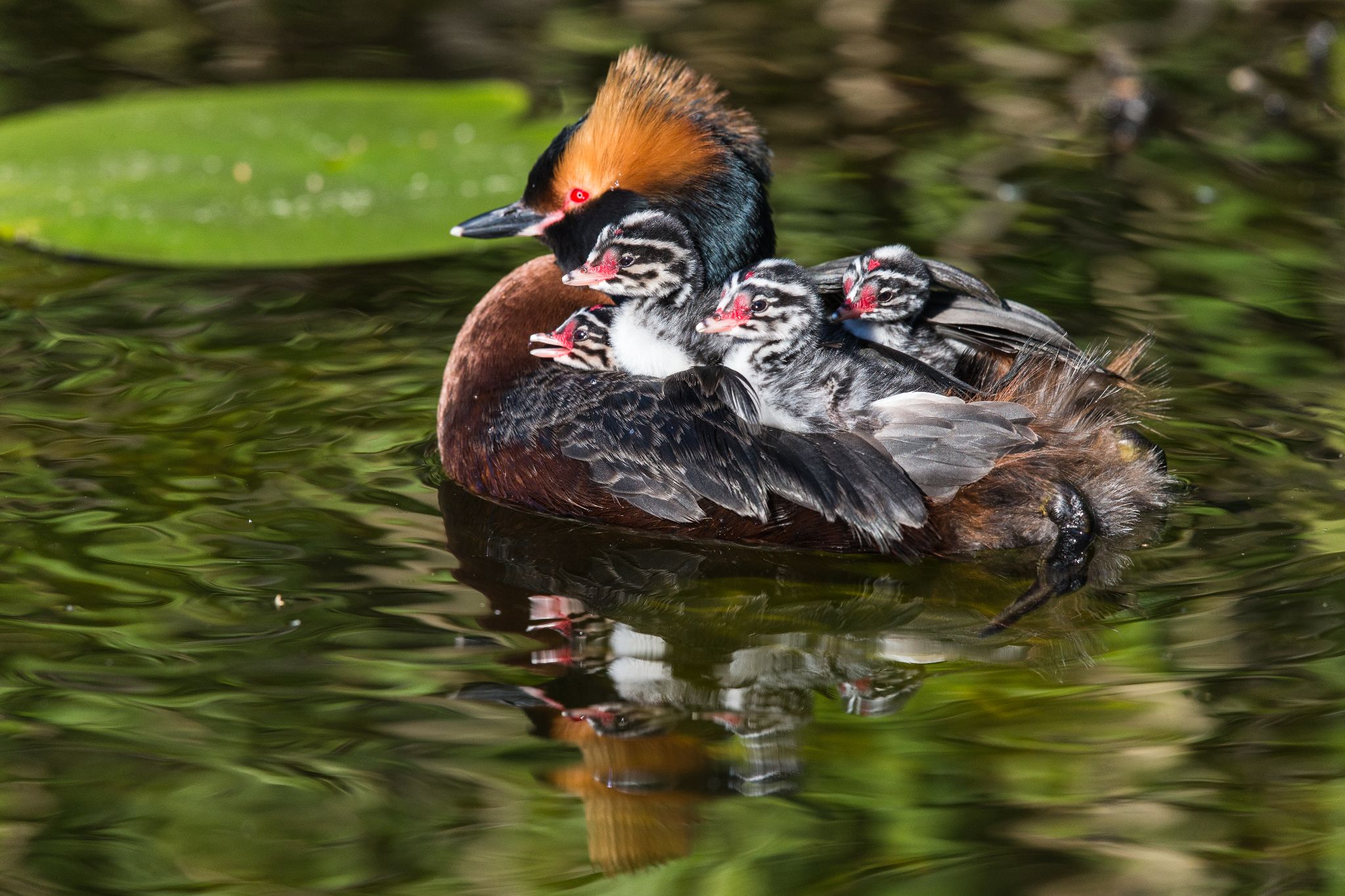 Ohrentaucher mit Küken. Schwimmausflug auf dem Rücken des Elternvogels (damit die Kleinen nicht auskühlen). Schweden