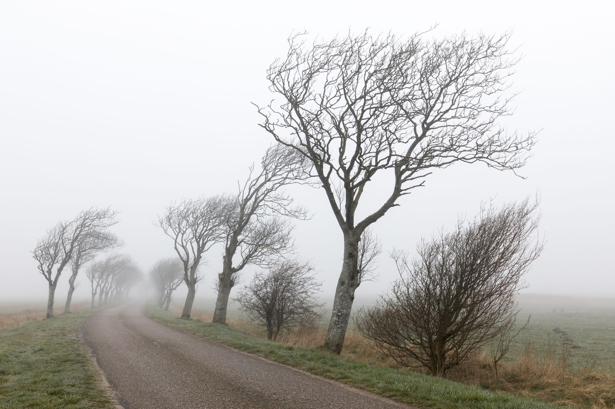 Windflüchter nahe Tondern, Dänemark