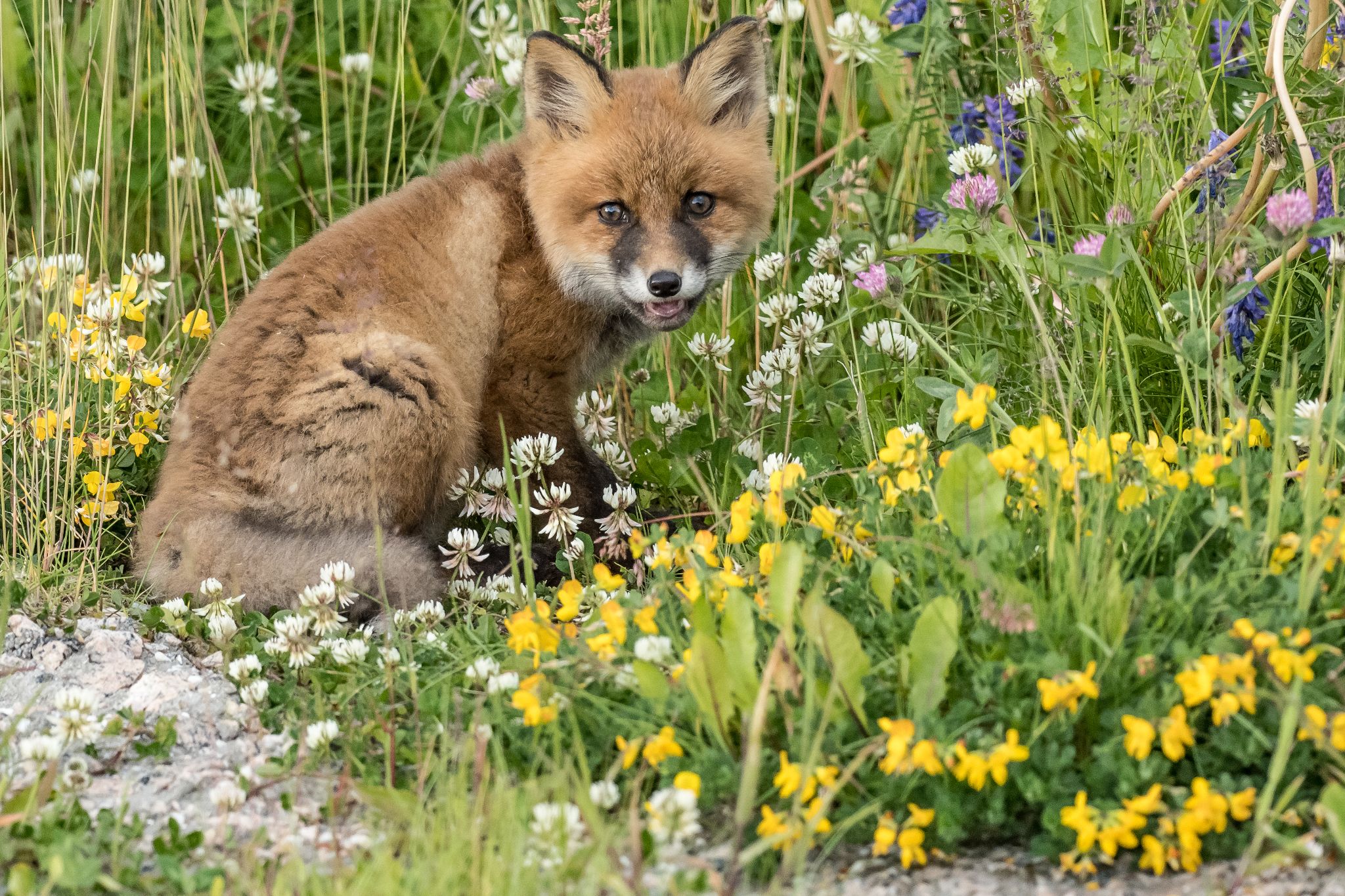 Junger Rotfuchs, Norwegen