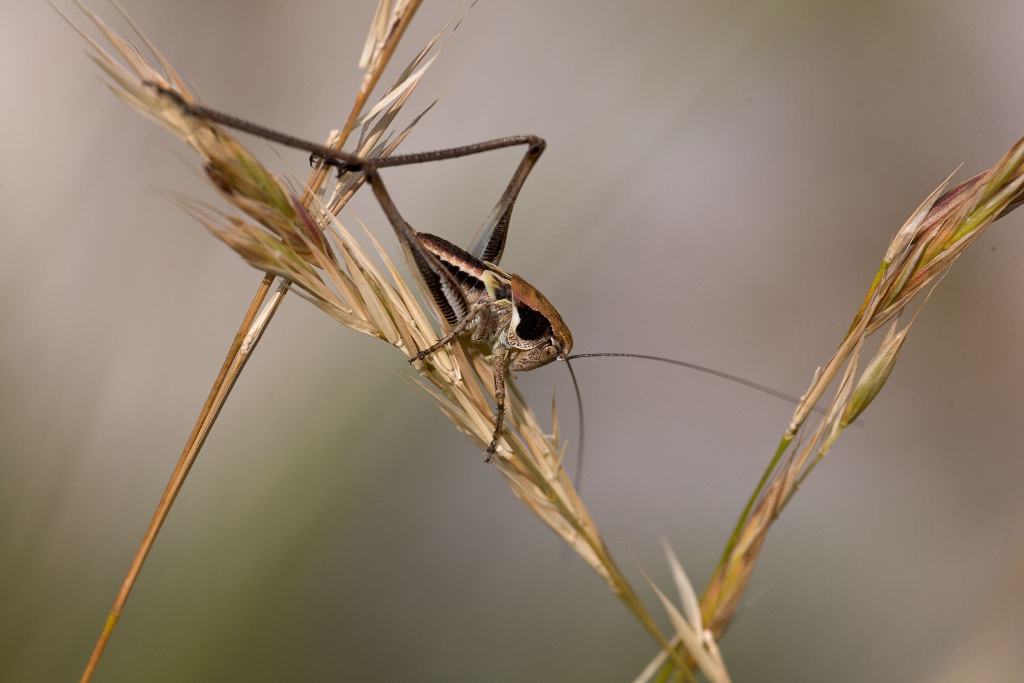 Kleine Heuschrecke, Kroatien