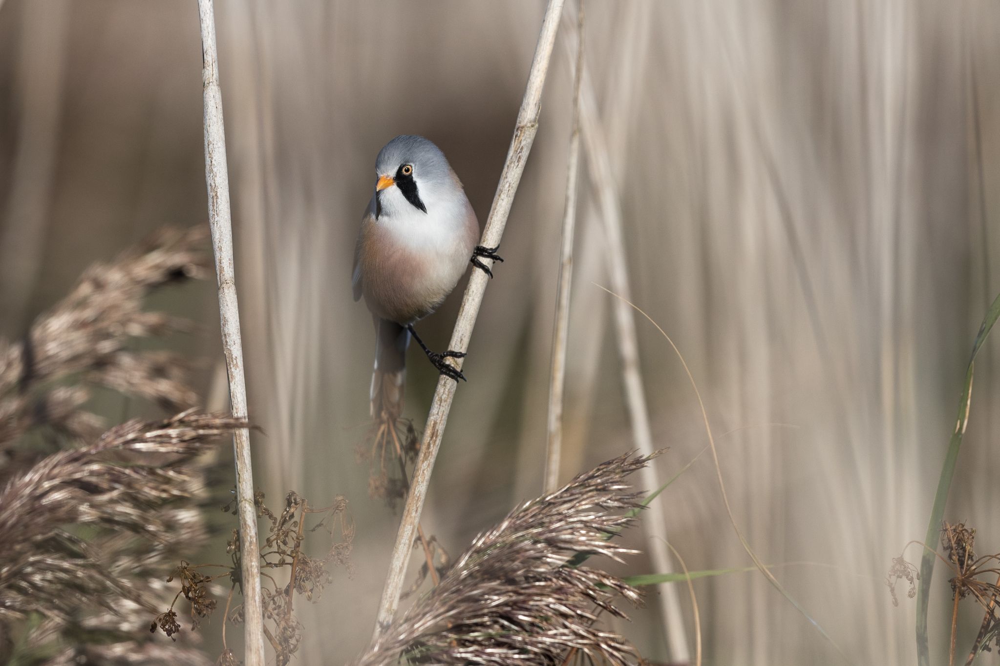 Bartmeise, Dänemark