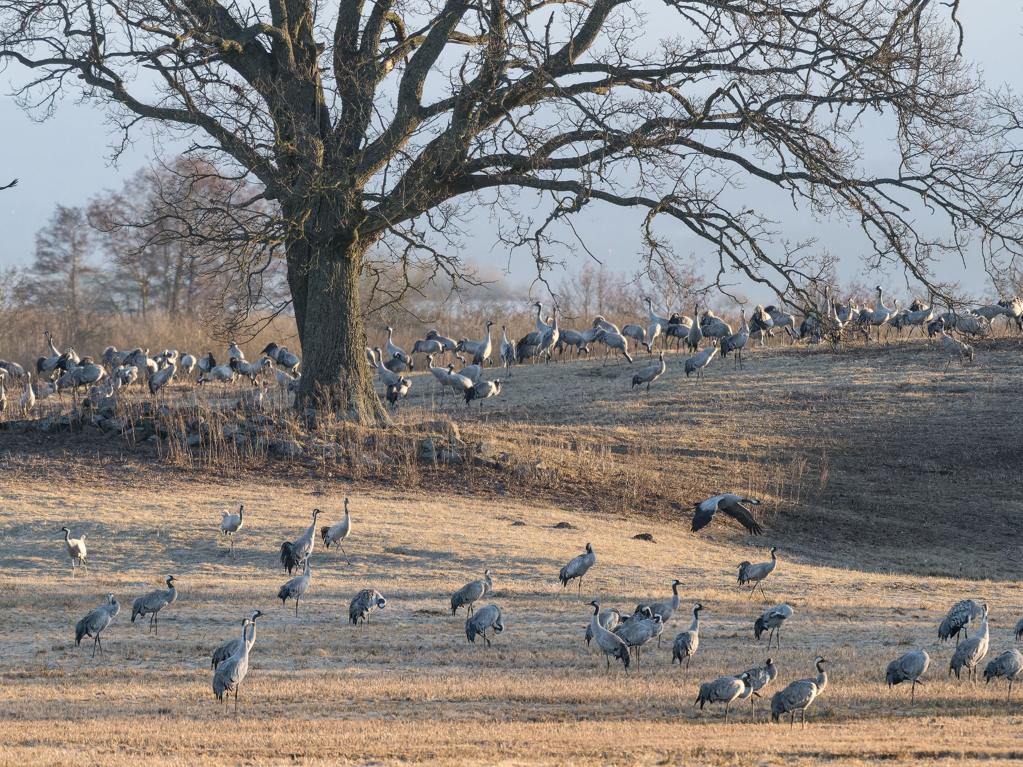 250 250322 0644 J  1JR0325 DxO DeepPRIME