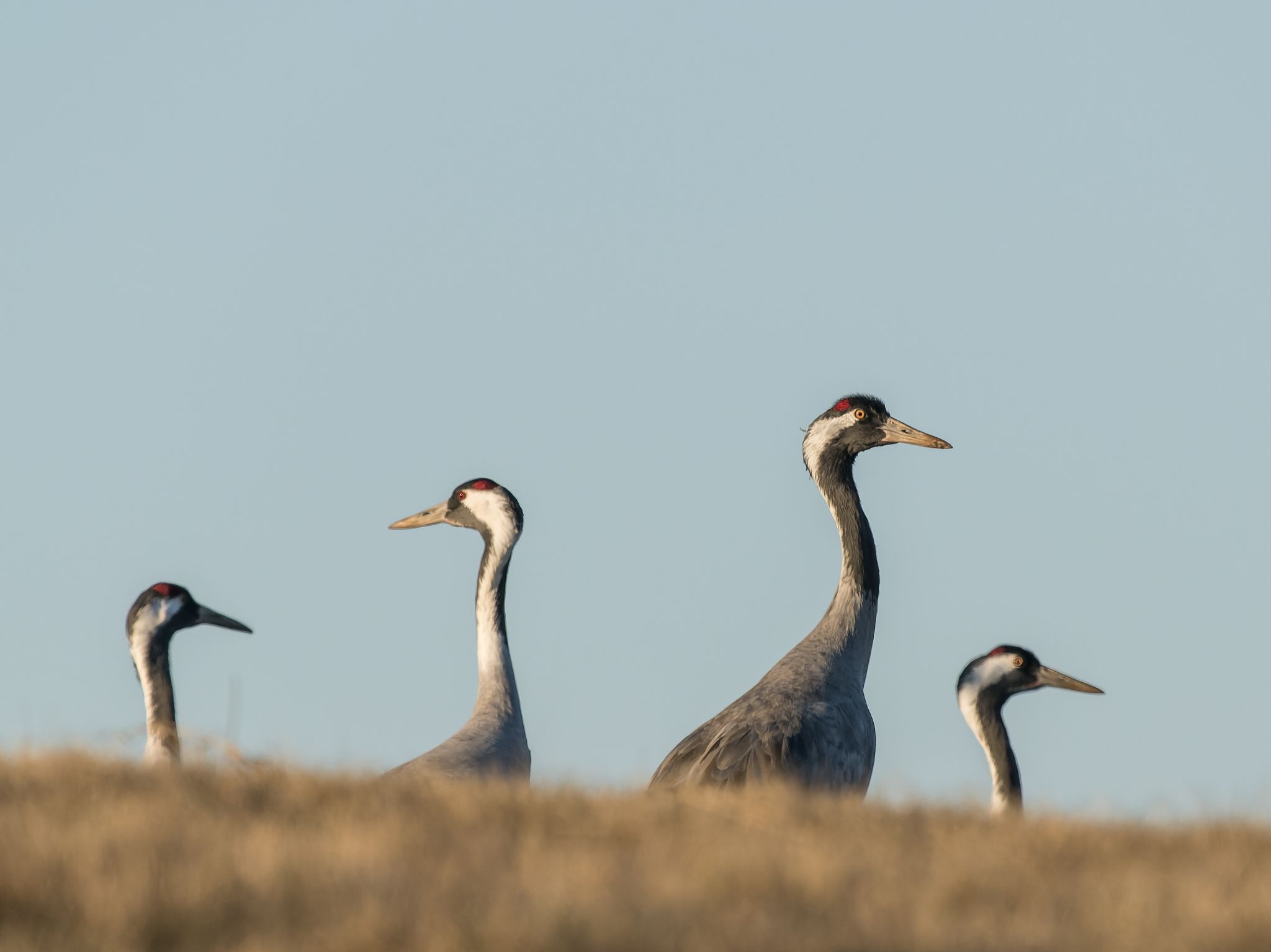 500 250321 1725 J  1JR1359 DxO DeepPRIME