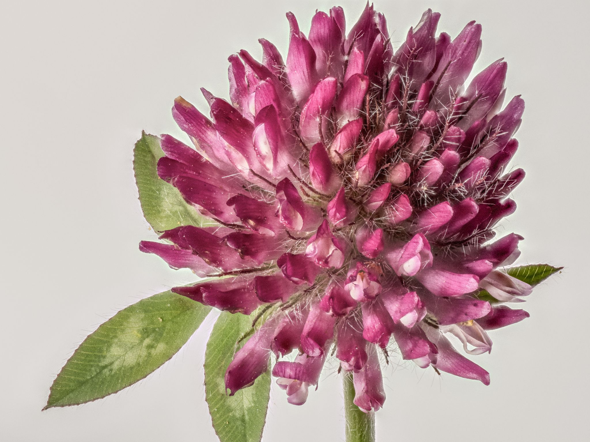 Rot-Klee Trifolium pratense