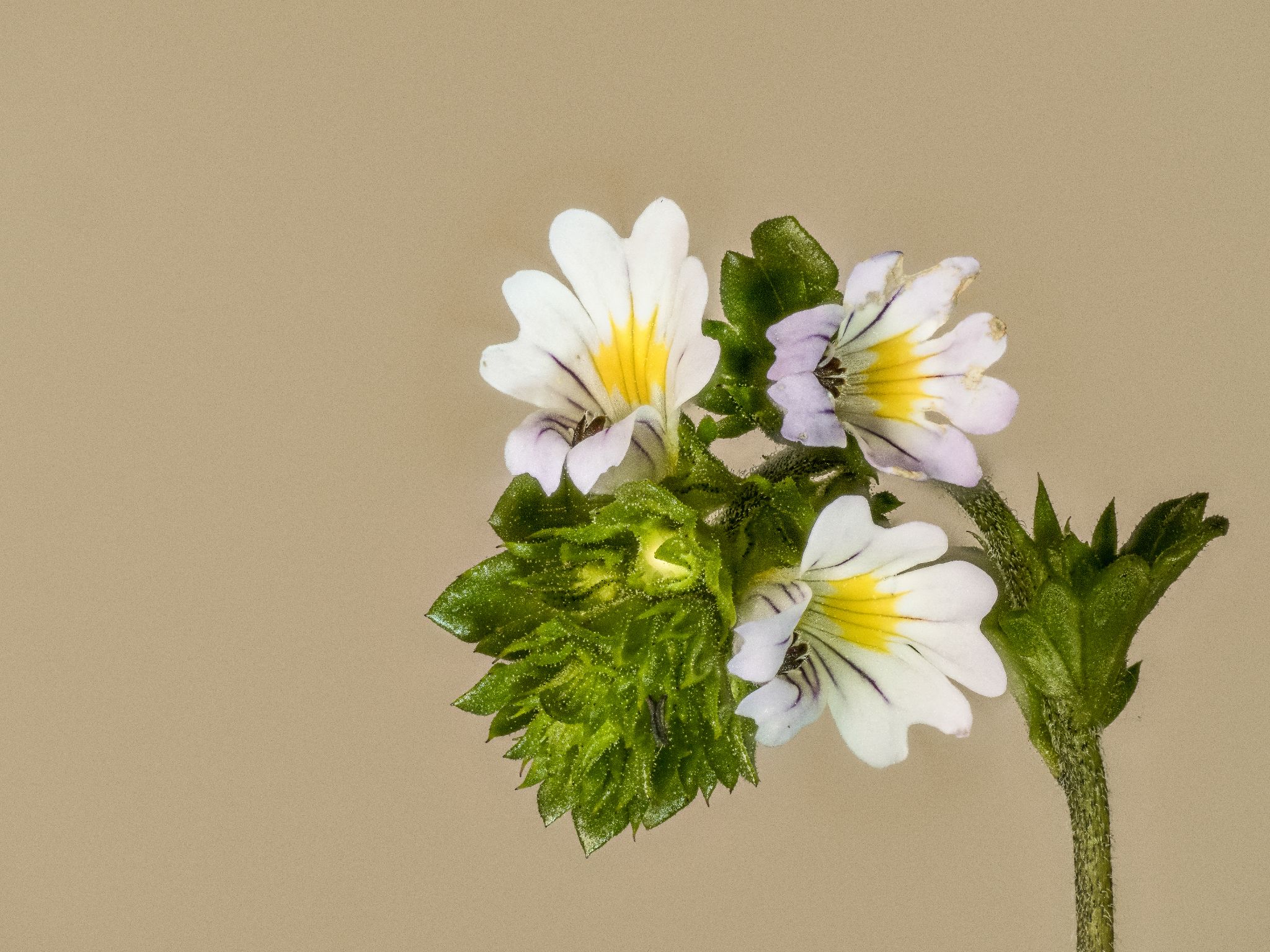 Wiesen-Augentrost Euphrasia officinalis L.