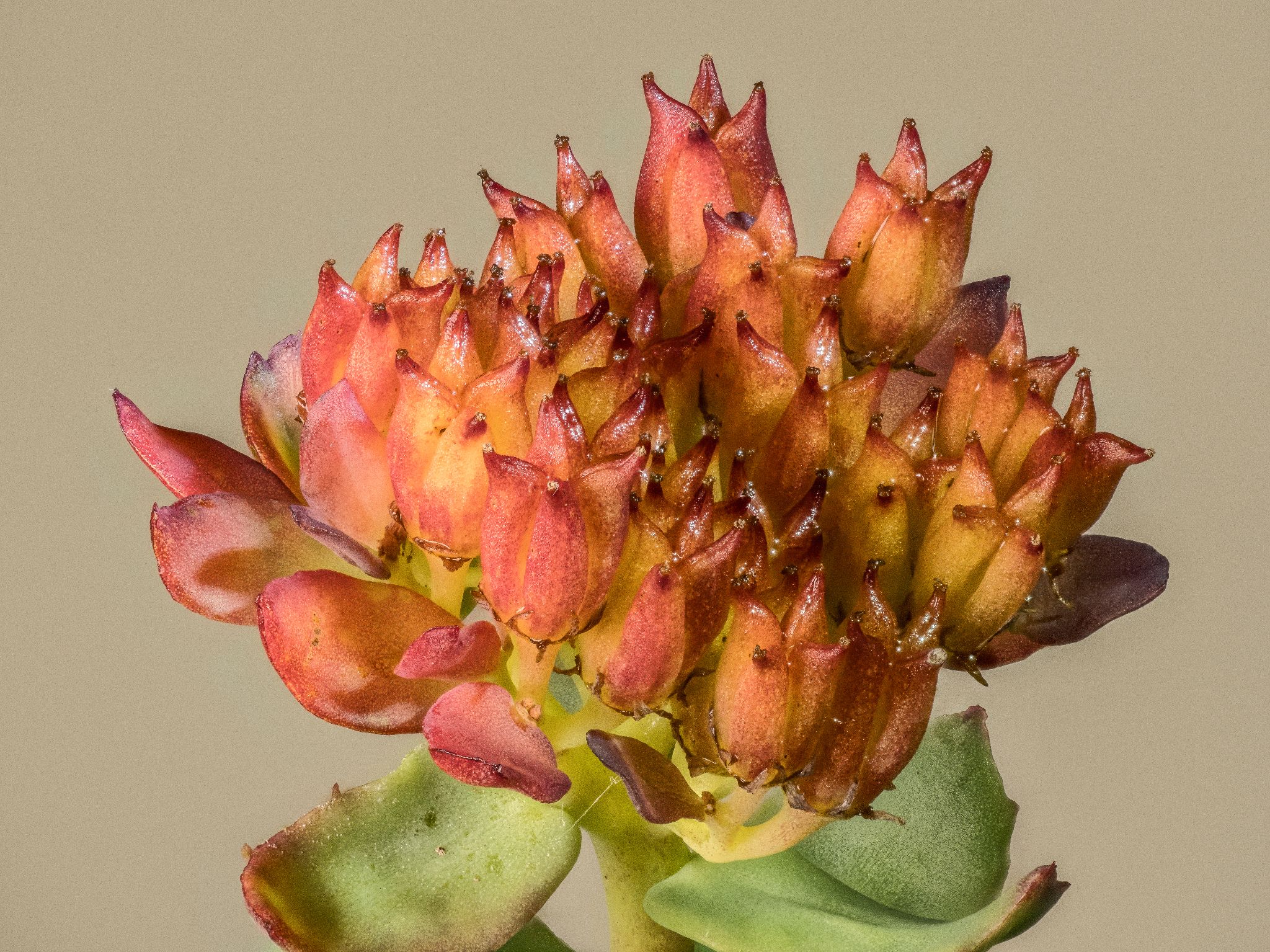 Rosenwurz Rhodolia rosea L.