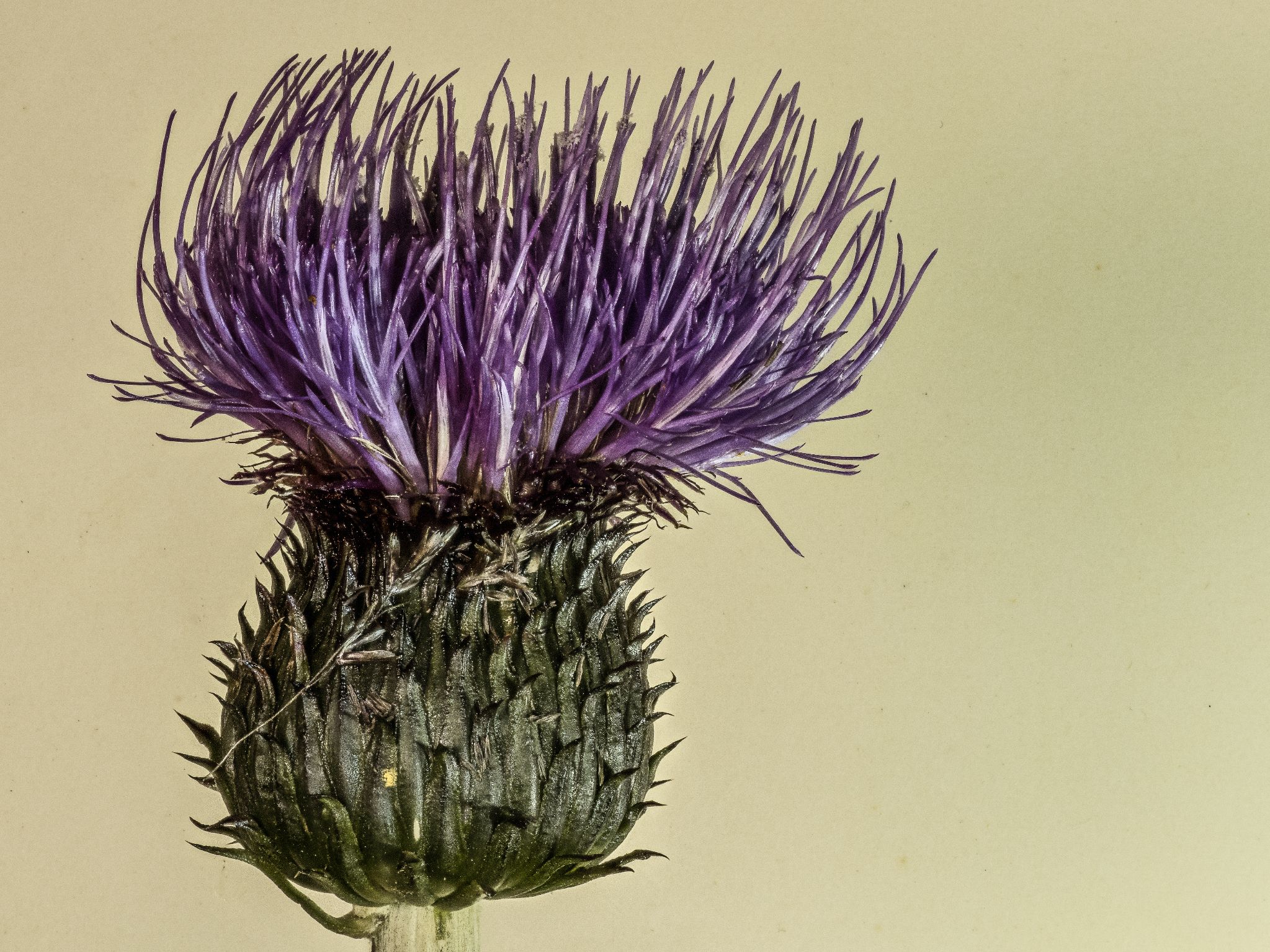 Gemeine Kratzdistel Cirsium vulgare