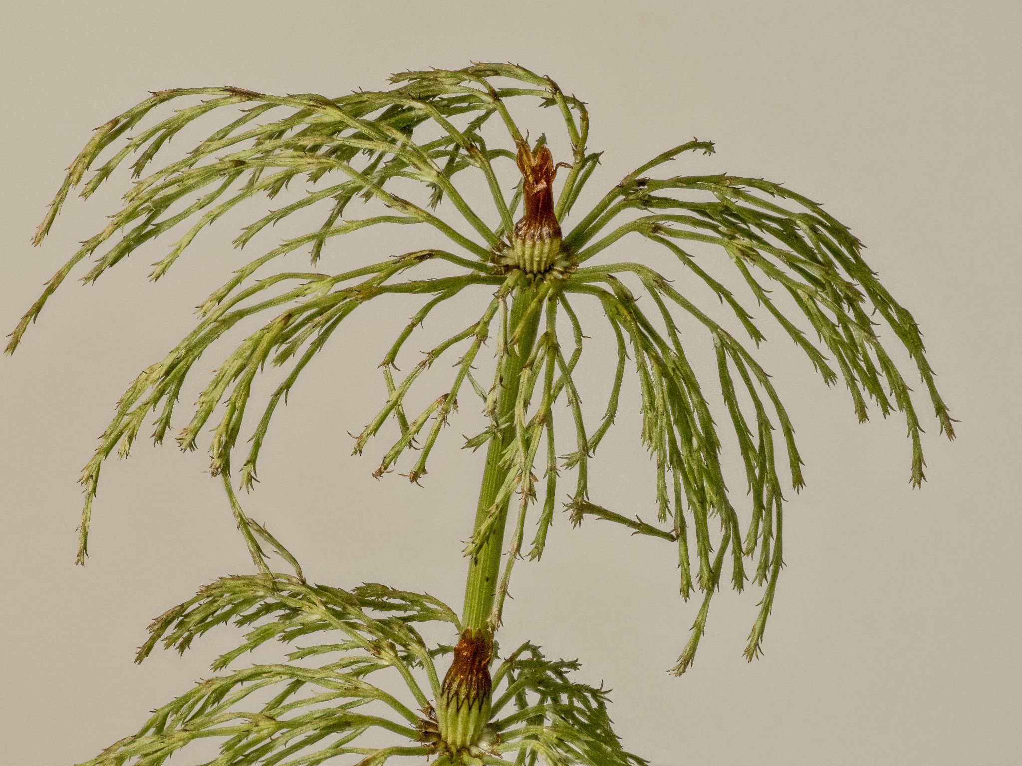 Wald-Schachtelhalm Equisetum sylvaticum
