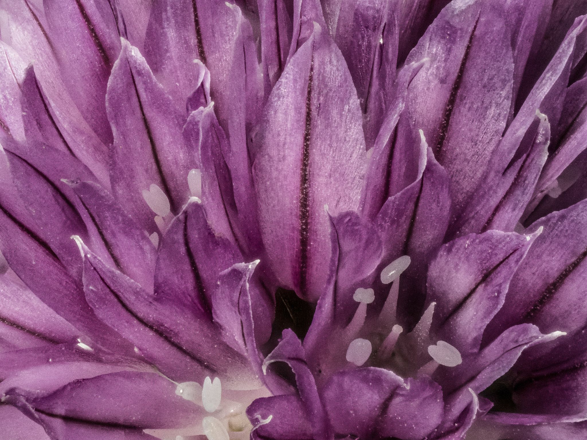Schnittlauch Allium schoenoprasum