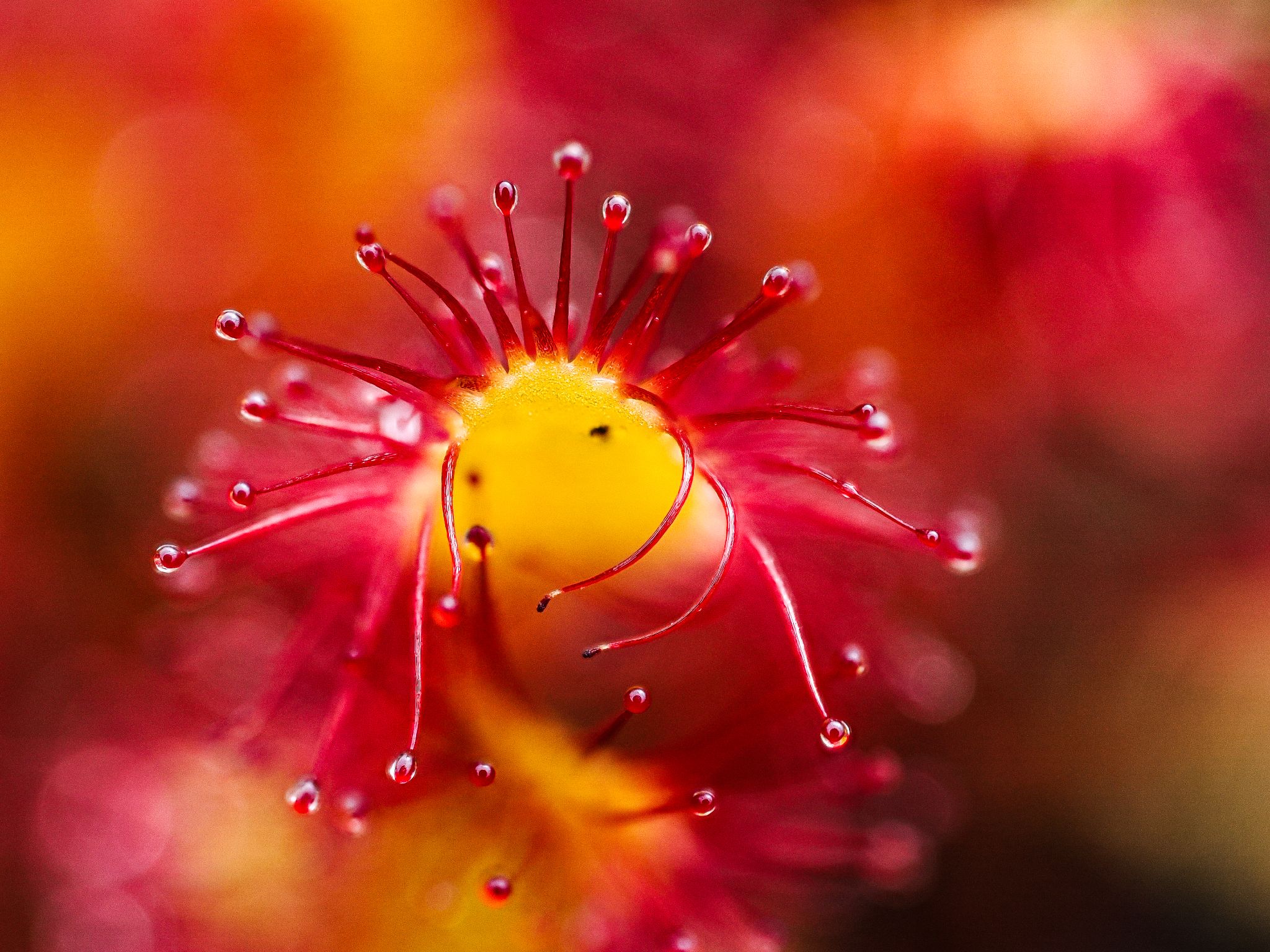 Langblättriger Sonnentau Drosera anglica