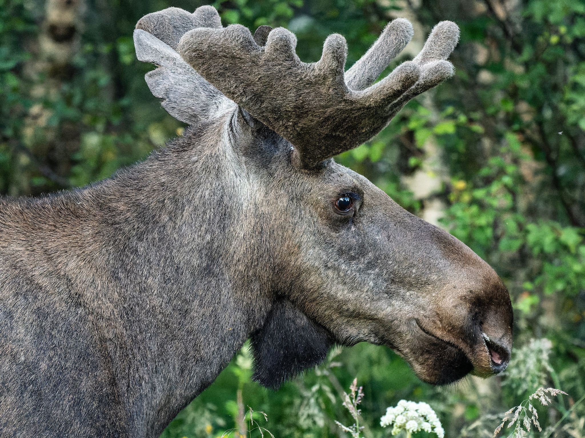 250723 0406 J 250723 0406 J  1JR0595 DxO DeepPRIME 2