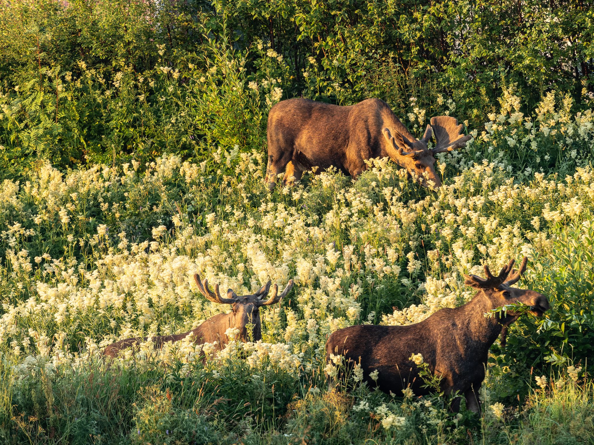 250724 0424 J 250724 0423 J  1JR1037 DxO DeepPRIME 2