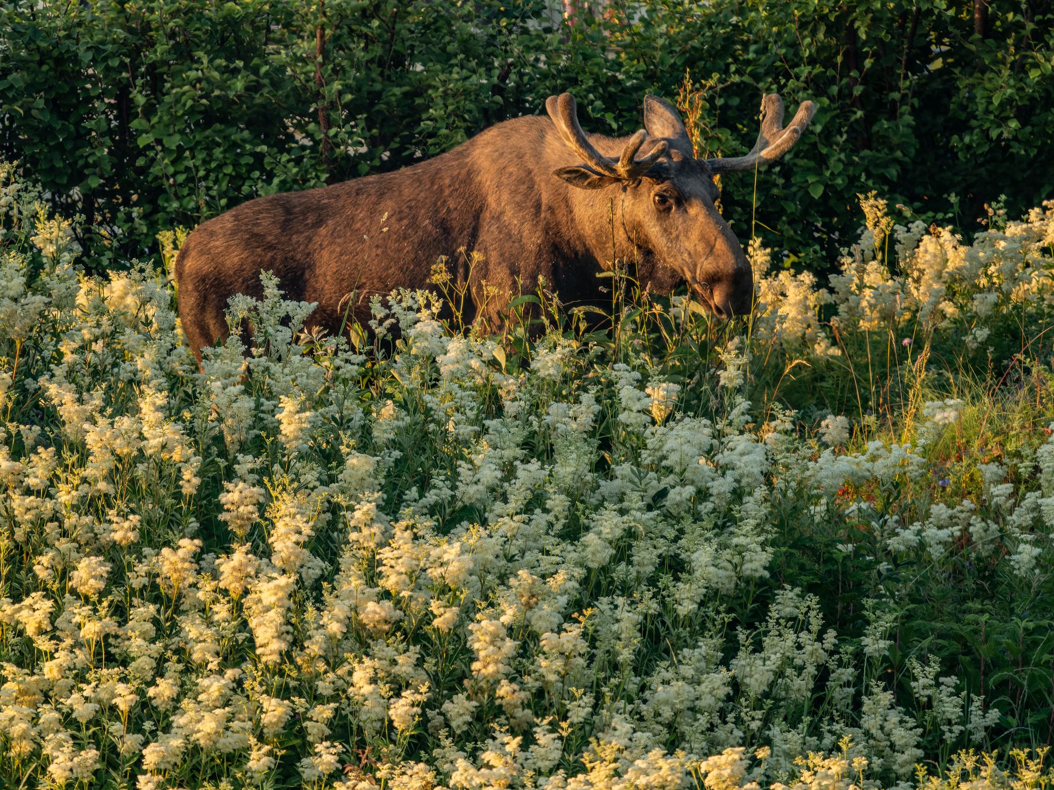 250724 0430 J 250724 0430 J  1JR1515 DxO DeepPRIME 2