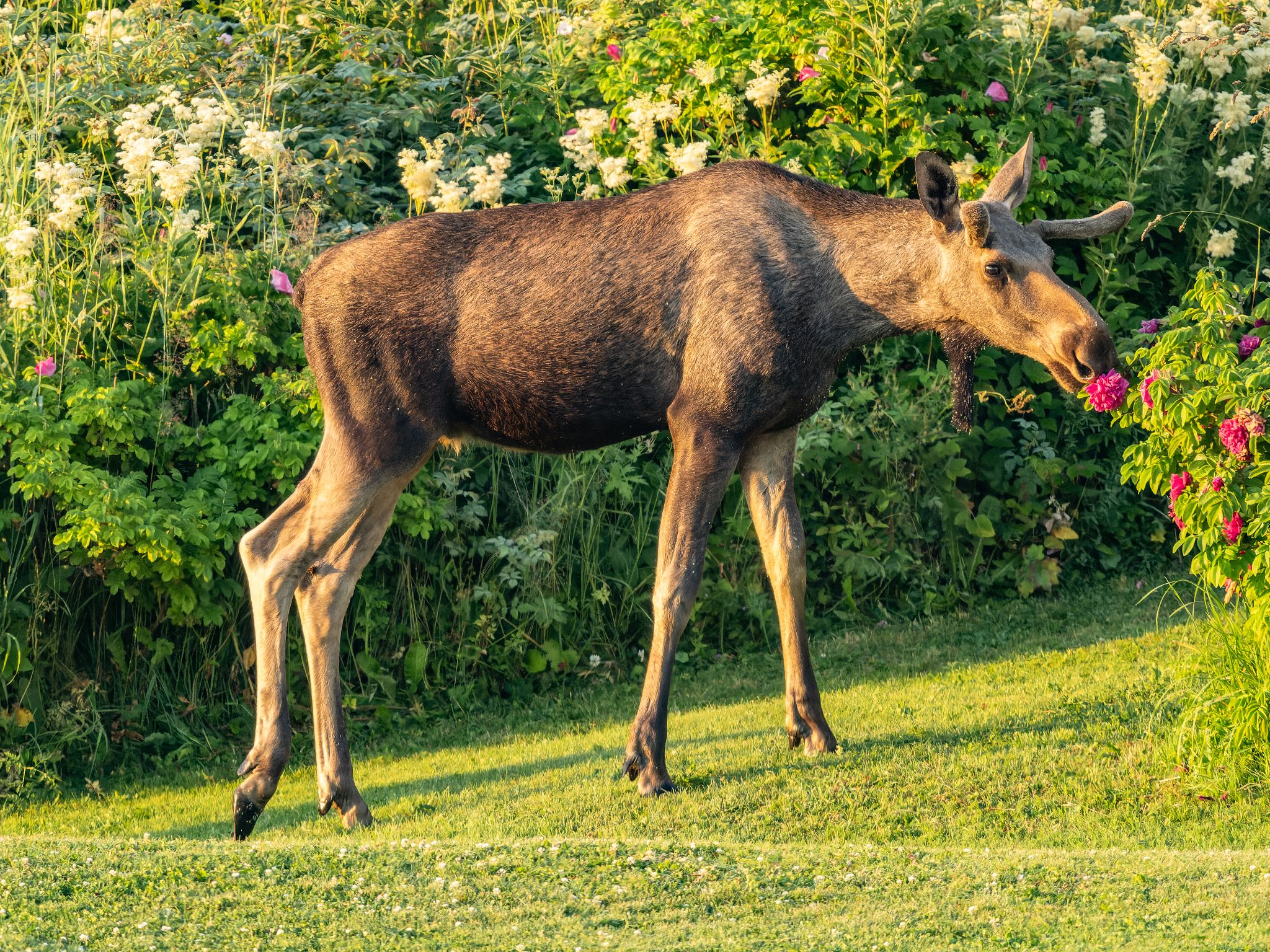 250724 0431 J 250724 0431 J  1JR1658 DxO DeepPRIME 2