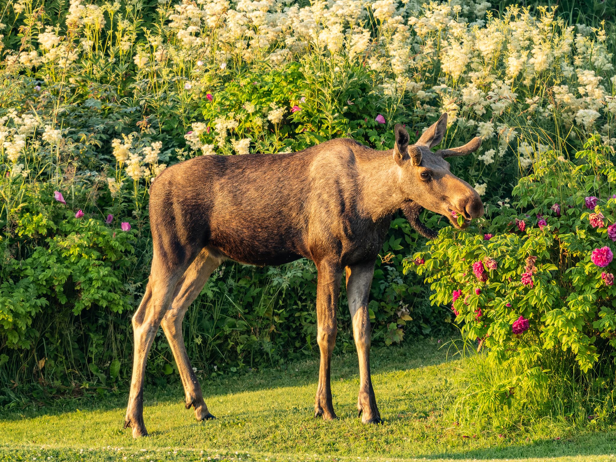 250724 0432 J 250724 0432 J  1JR1718 DxO DeepPRIME 2