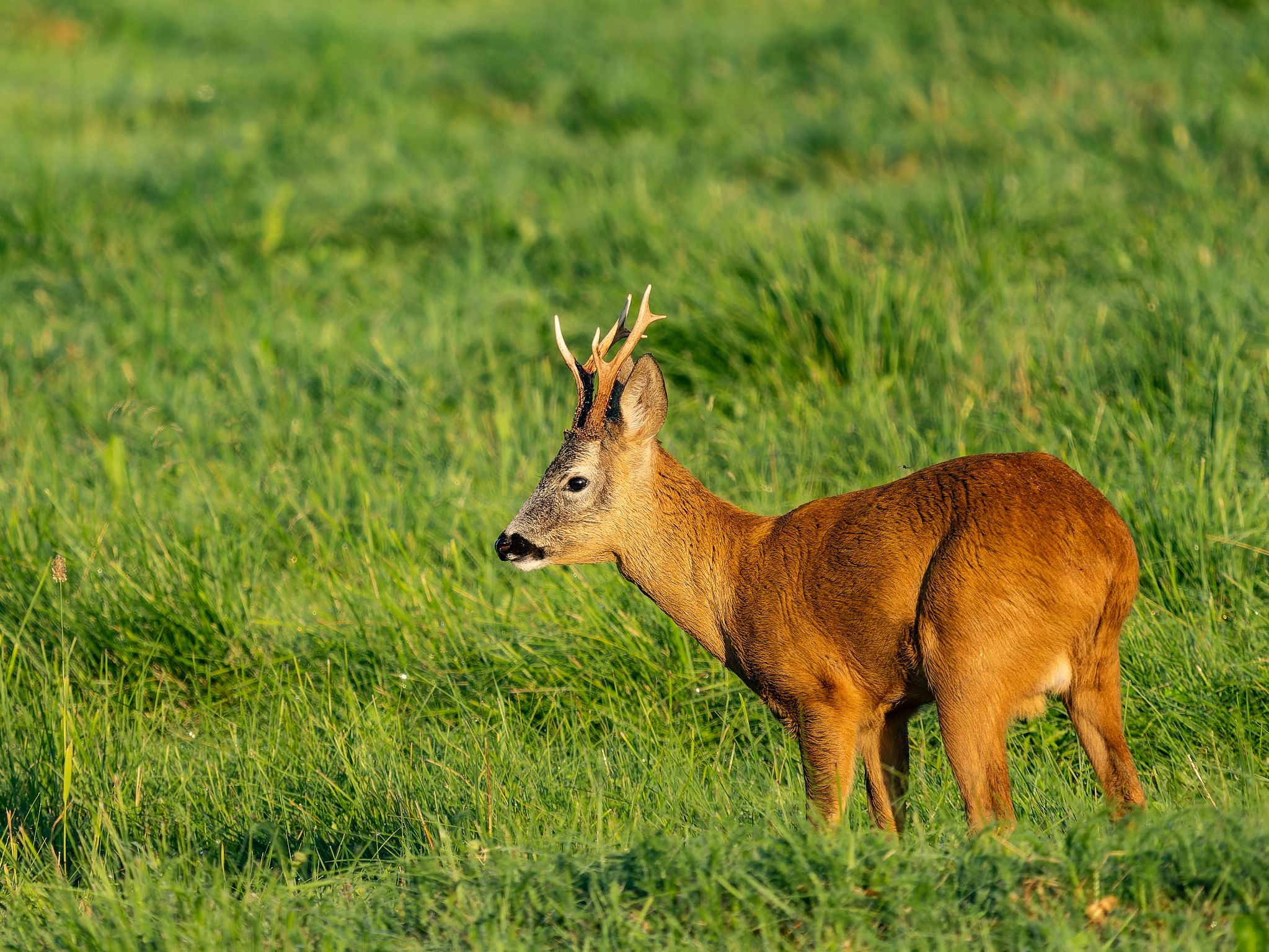 250723 0542 J 250723 0542 J  1JR0887 DxO DeepPRIME 2