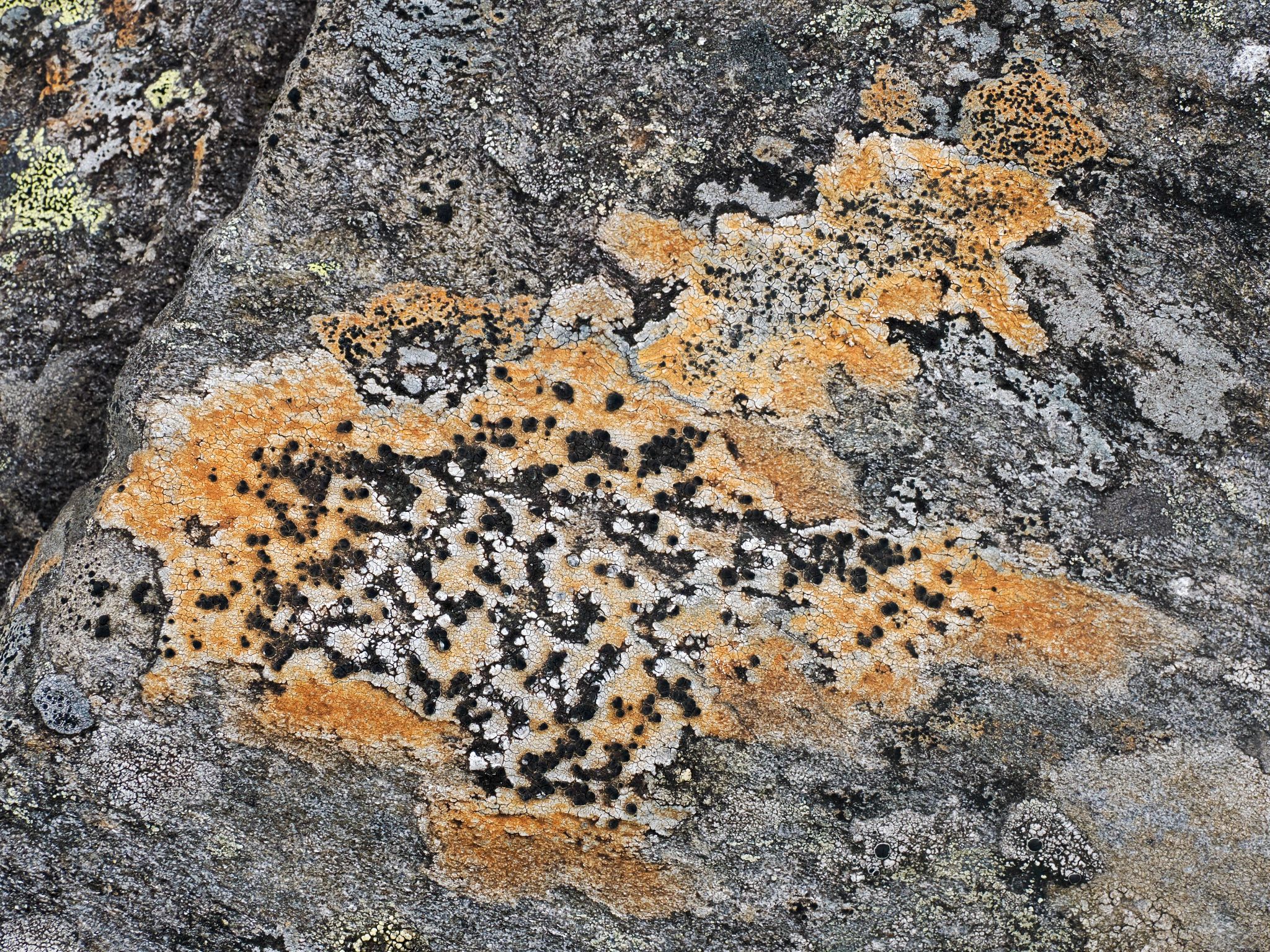 250727 1124 H  2HR1692