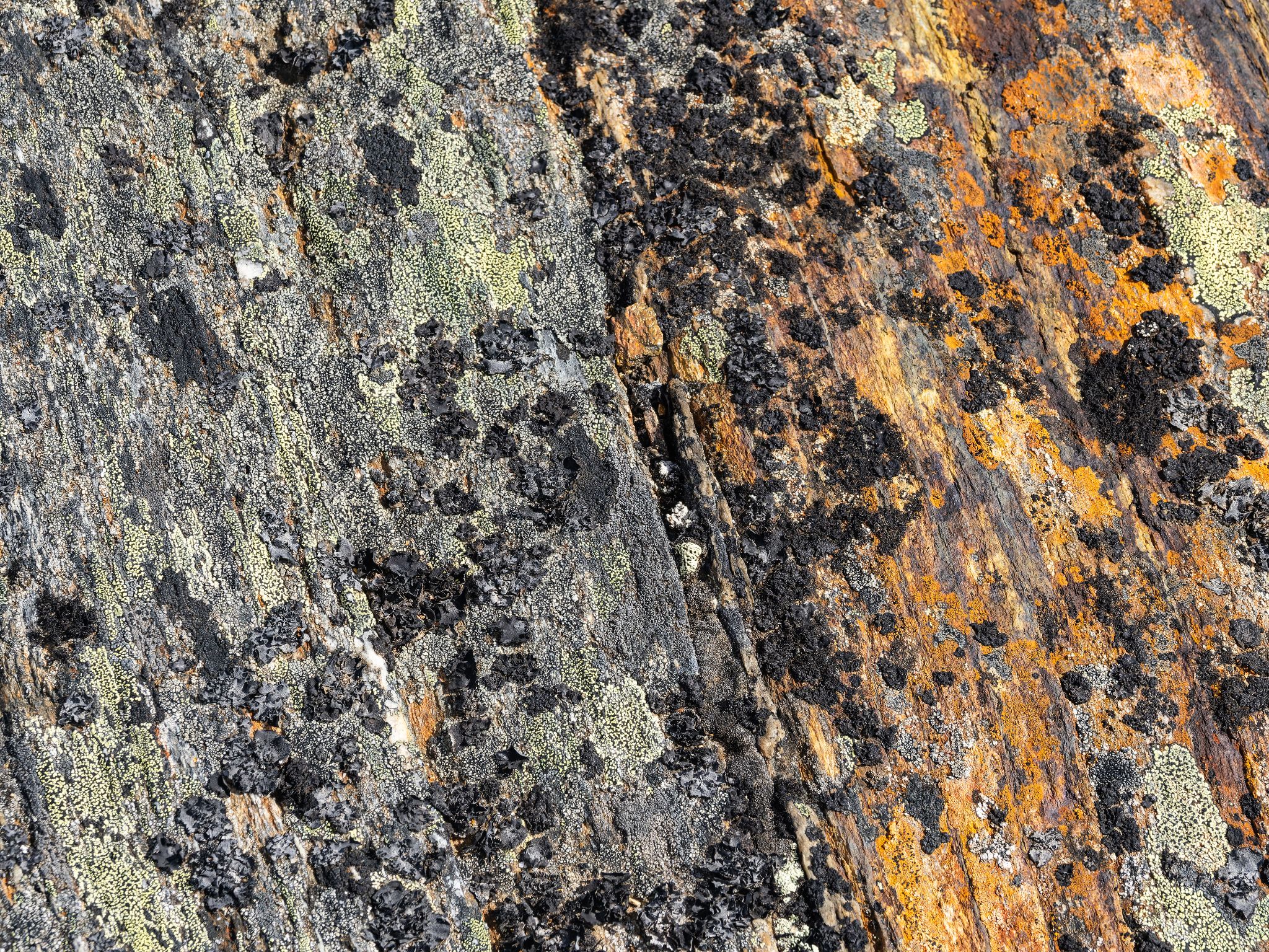 250815 1322 J 250815 1322 J  2JR0079 DxO DeepPRIME 2