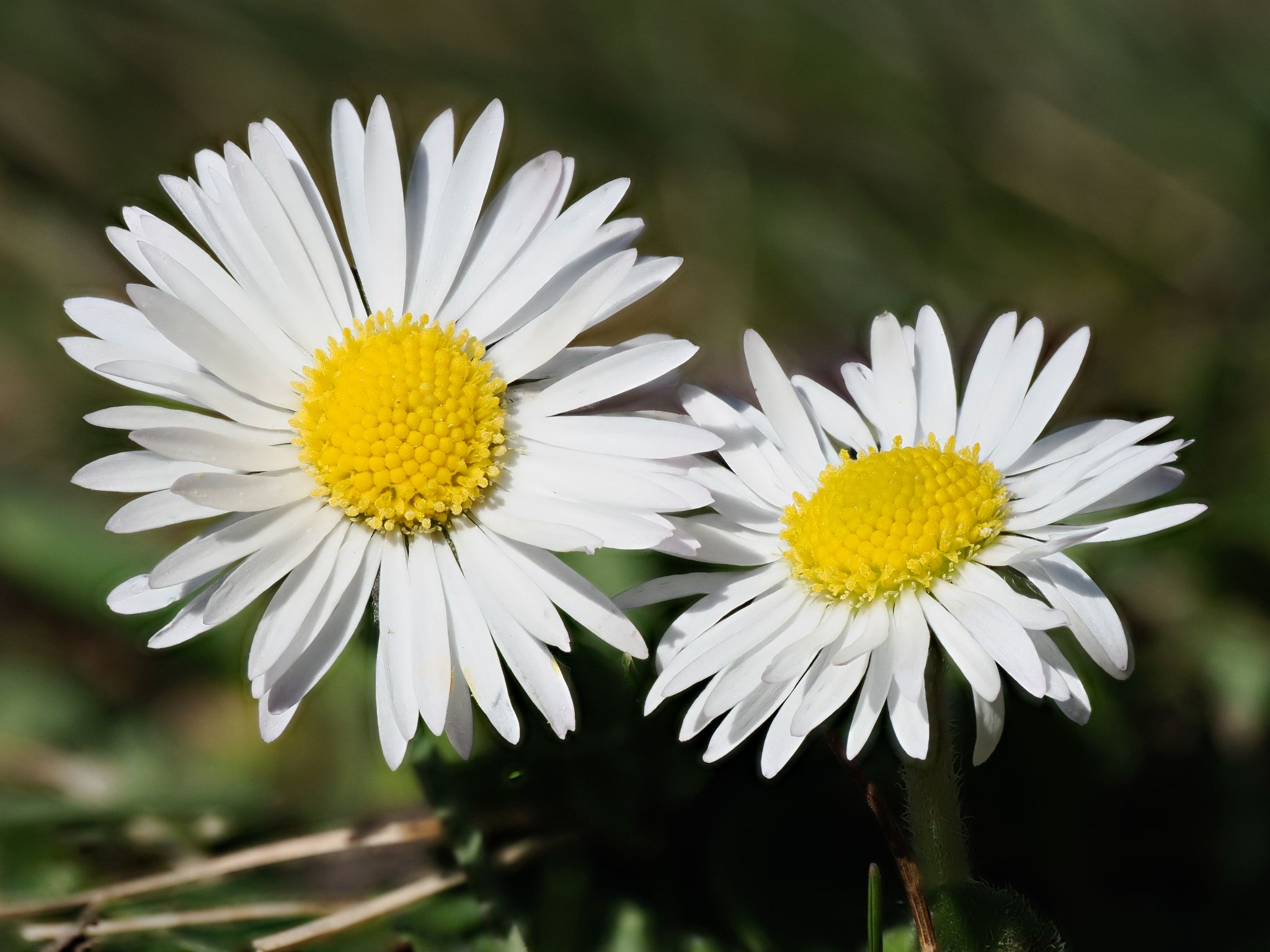 Gänseblümchen
