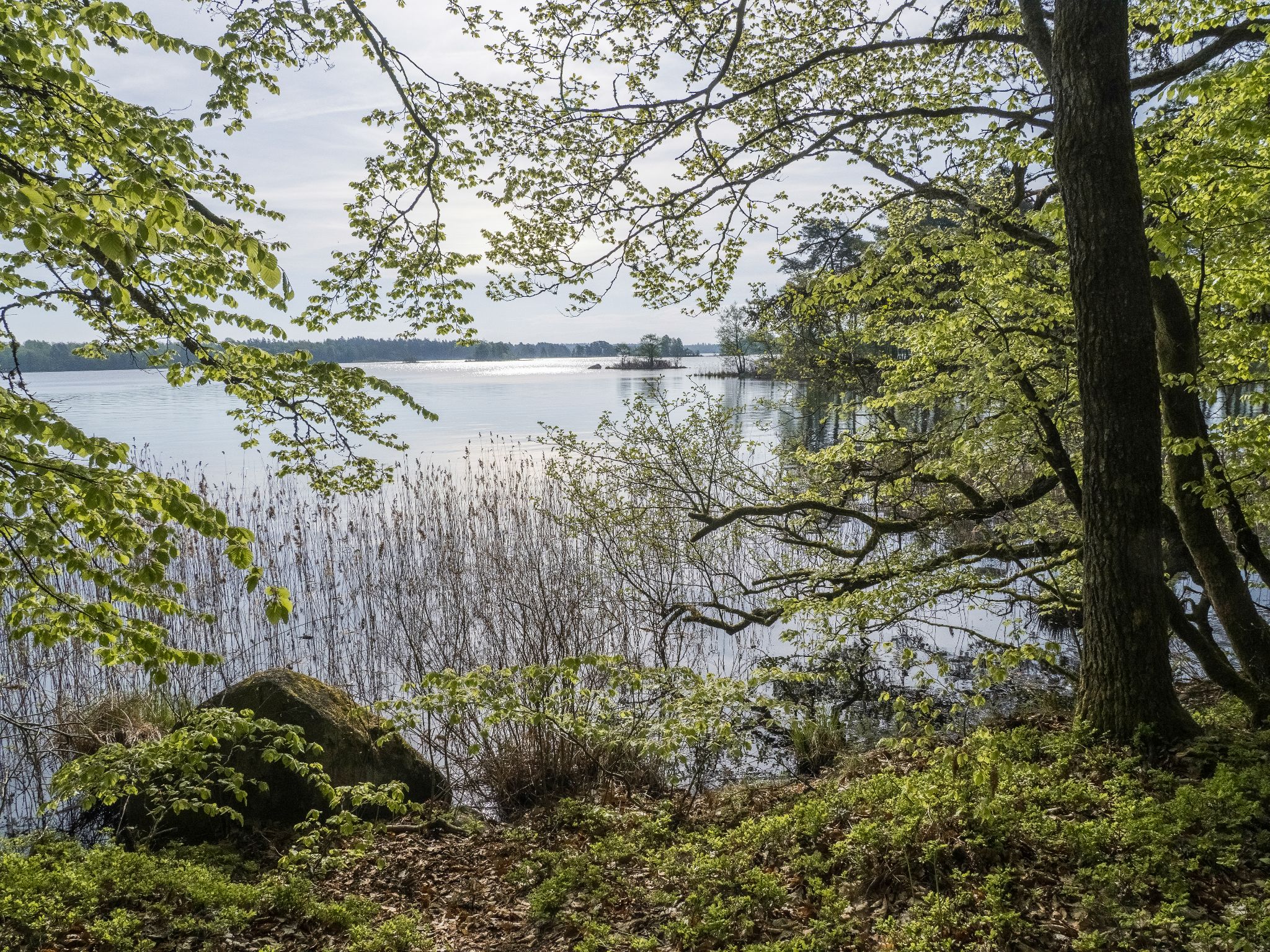 Åsnen