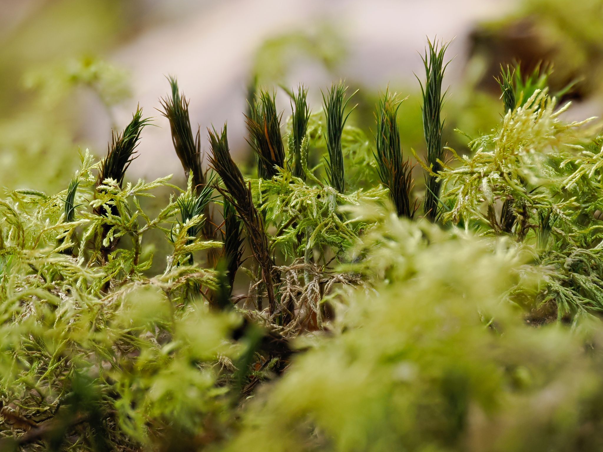 260323 1135 H  2HR0263