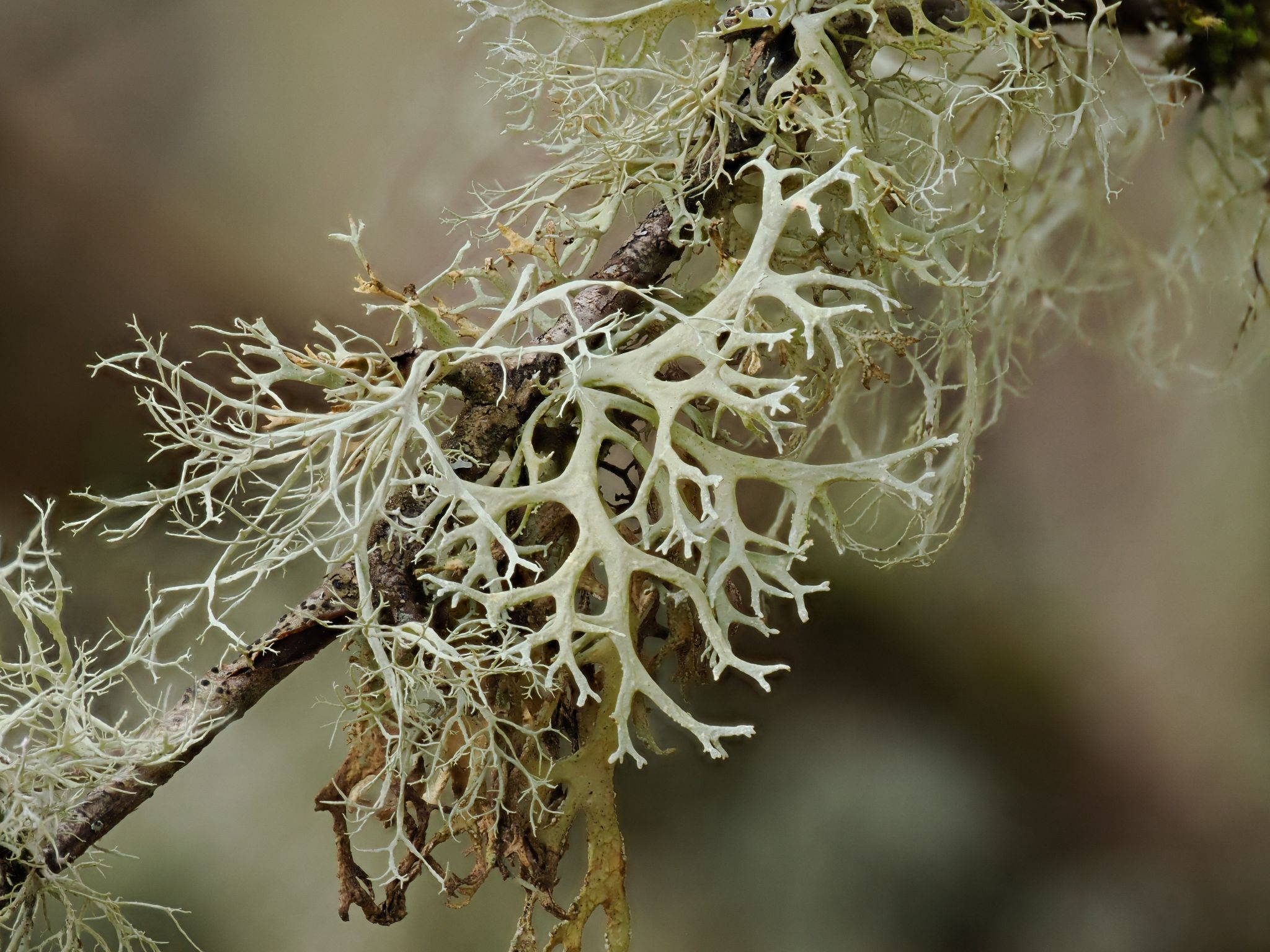 260323 1154 H  2HR0455