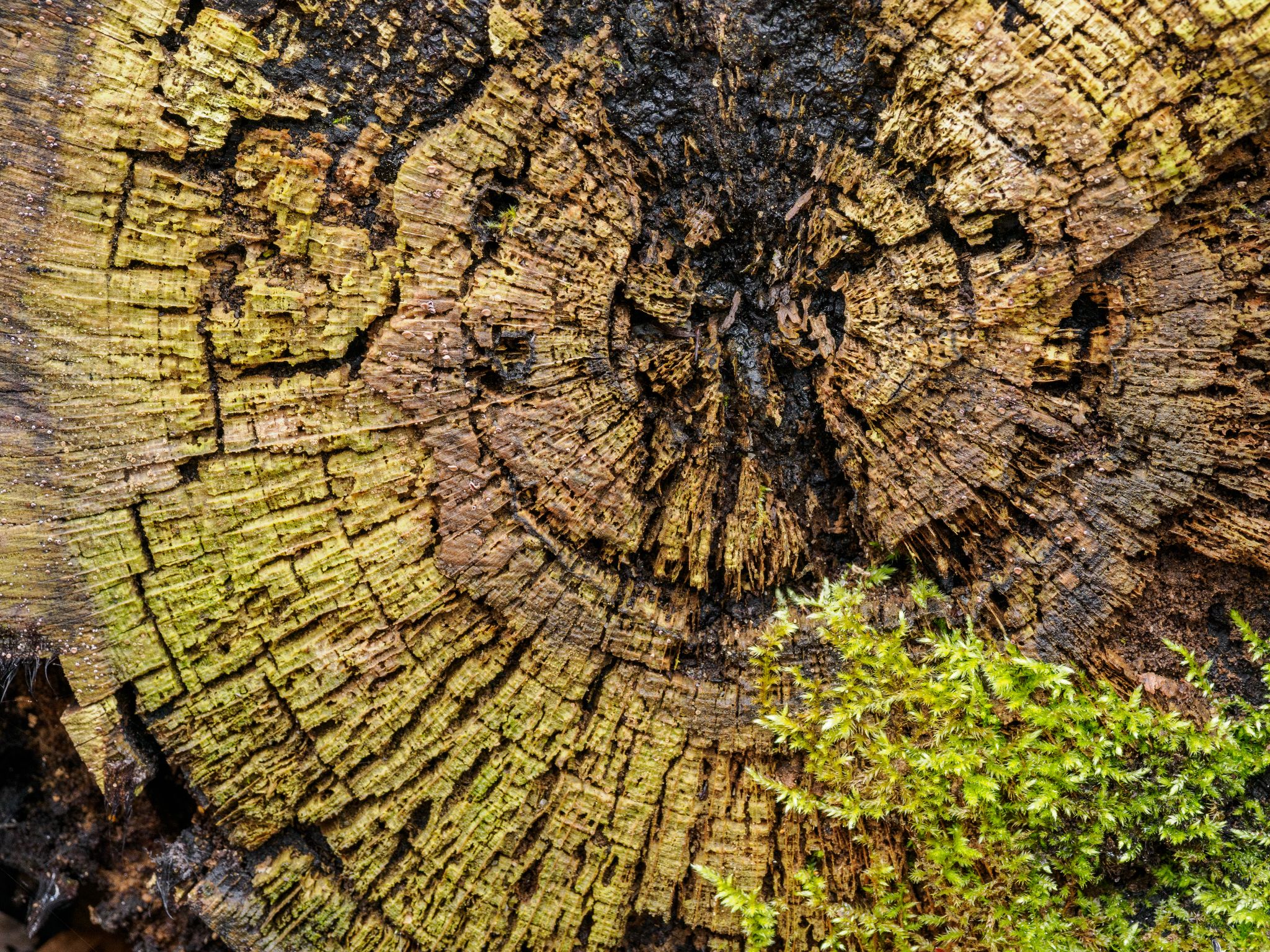 Åsnen Naturreservat