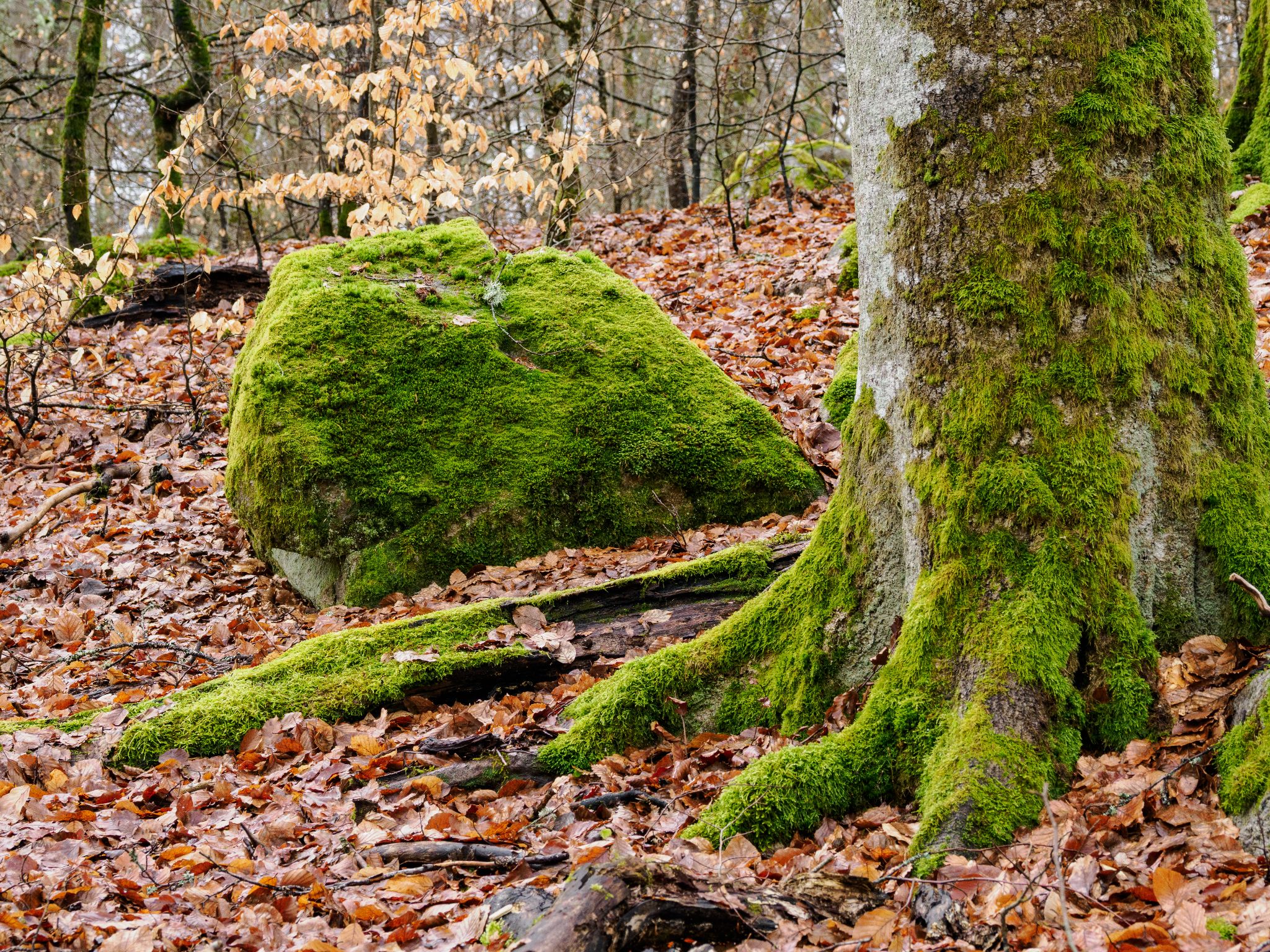 260325 1236 H  2HR0046