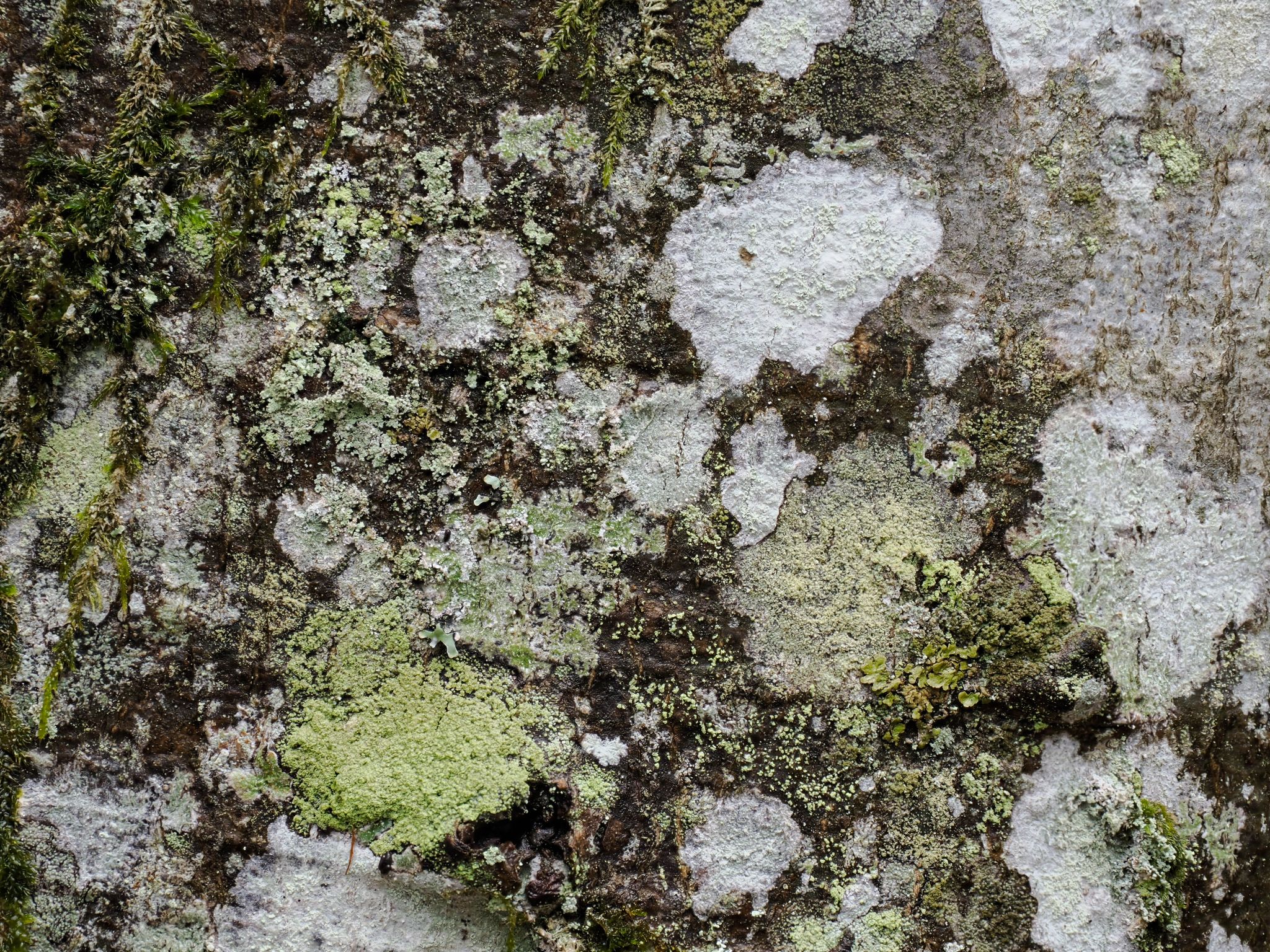 260325 1250 H  2HR0111