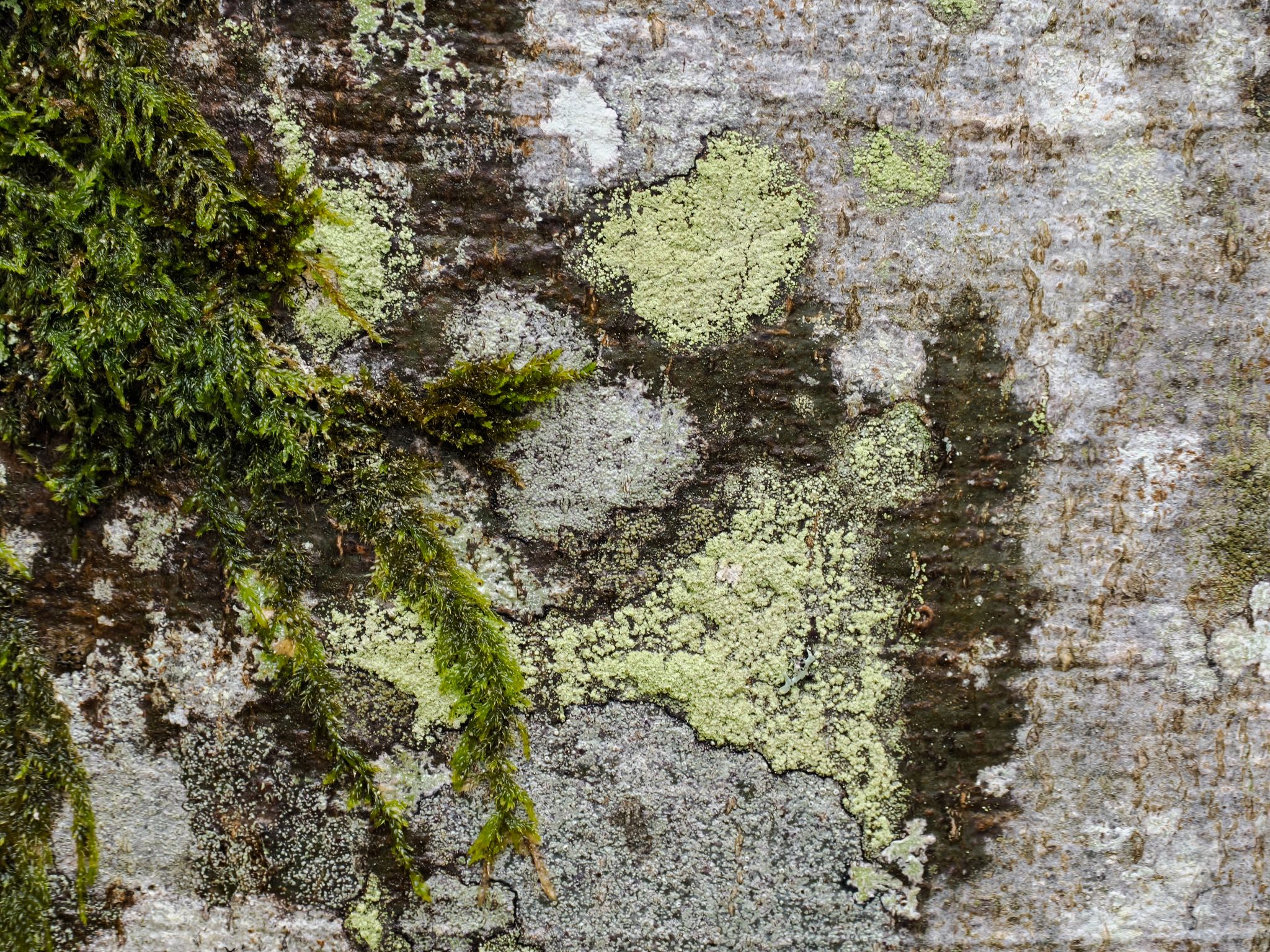 260325 1251 H  2HR0127