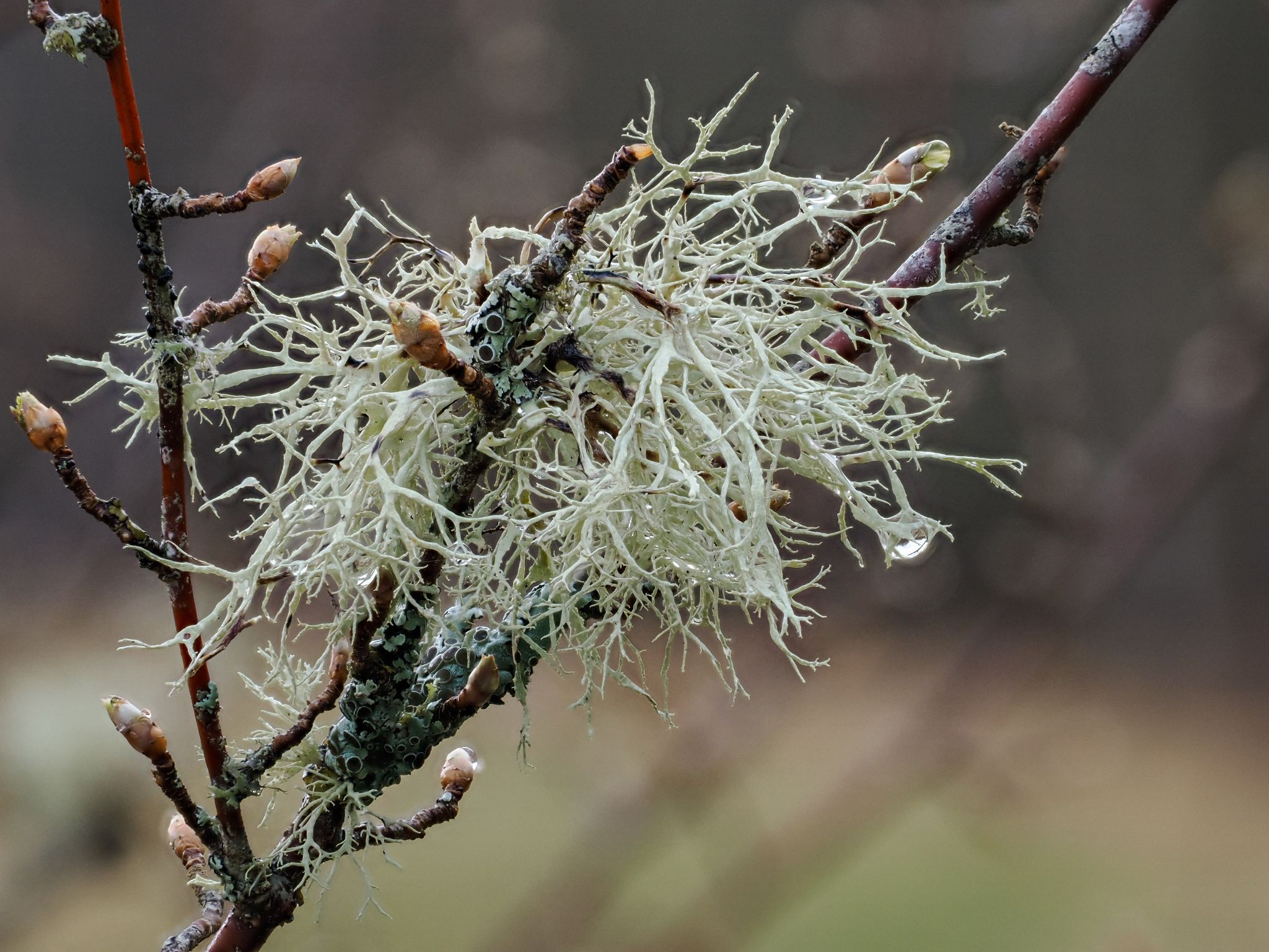 260326 1047 H  2HR0203