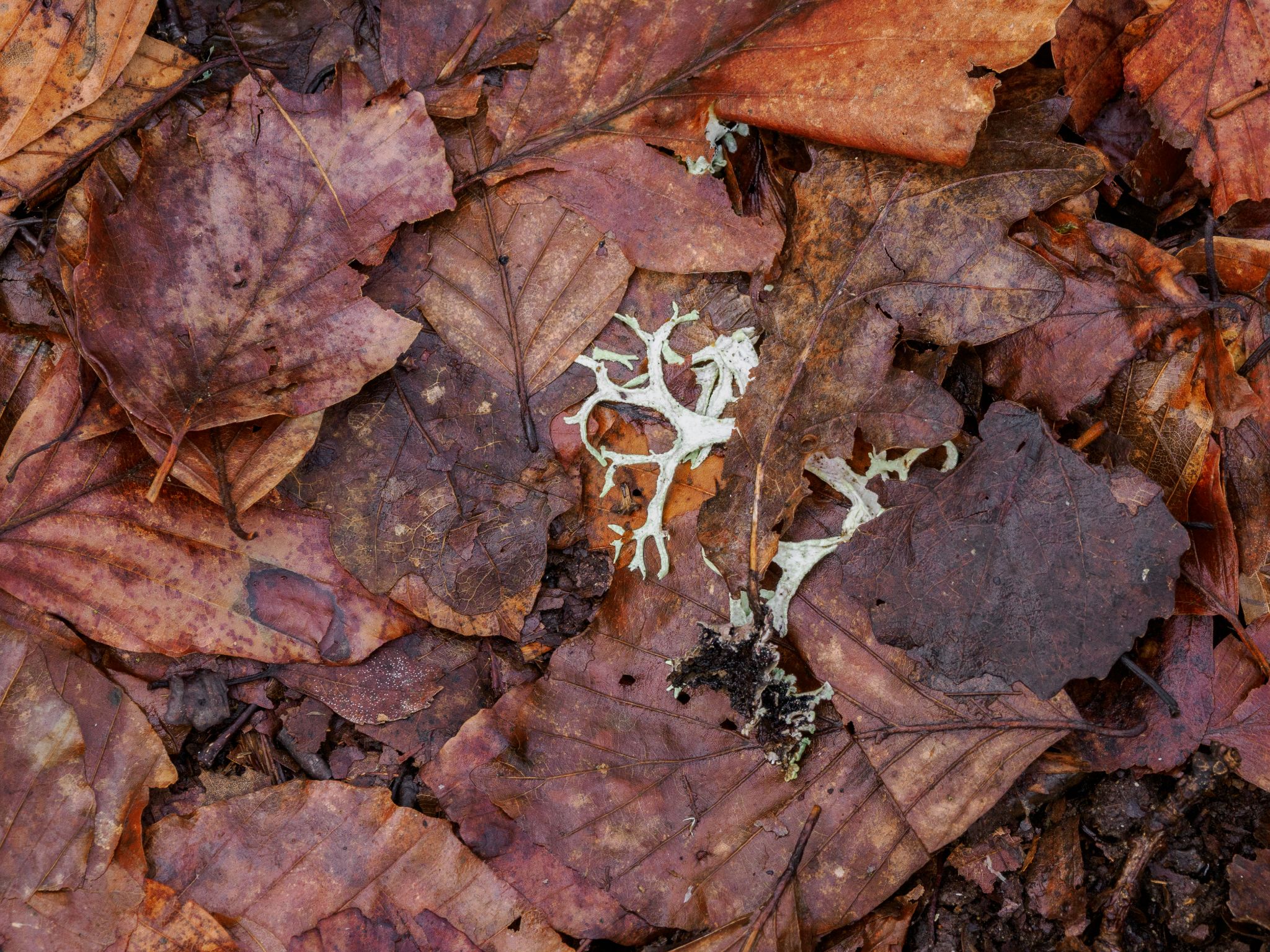 260326 1058 H  2HR0208