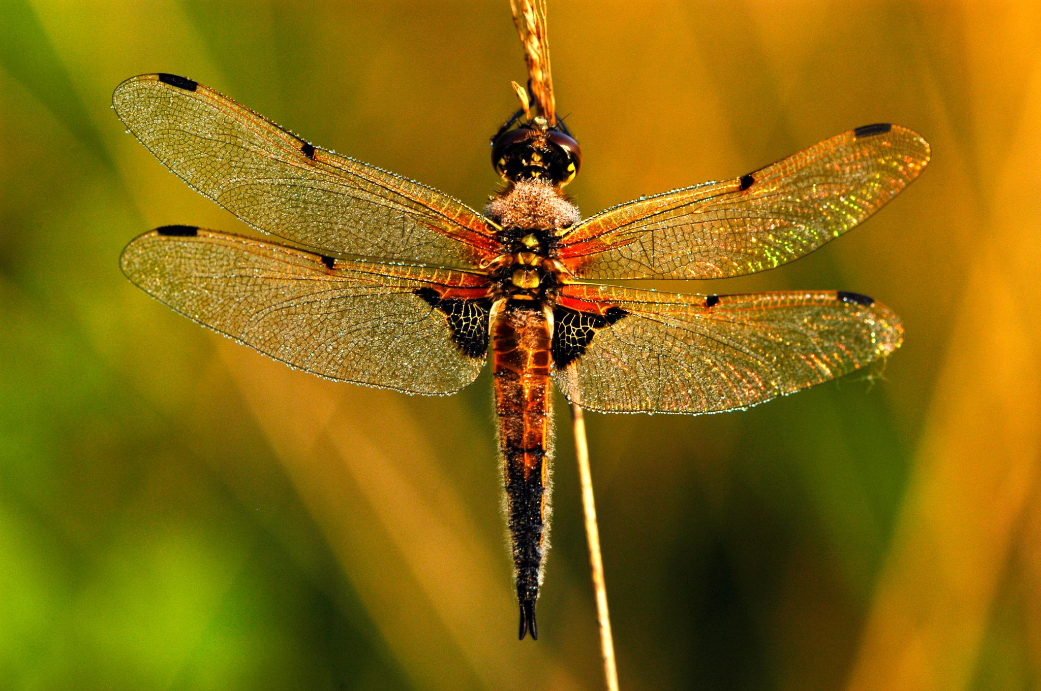 Vierfleck / Libellulaquadrimaculata